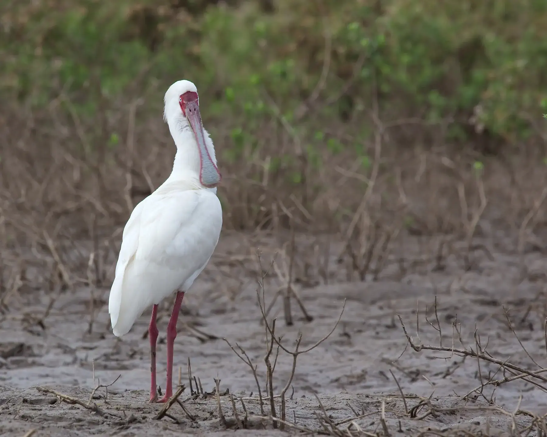 African Spoonbill from Tanzania Photographic Safari