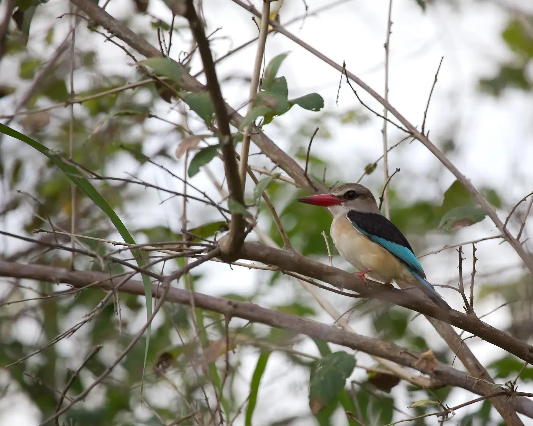 Brown-hooded Kingfisher from Tanzania Photographic Safari