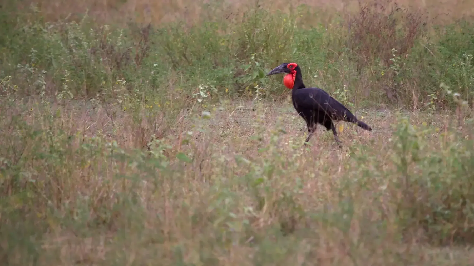 Southern Ground Hornbill from Tanzania Photographic Safari