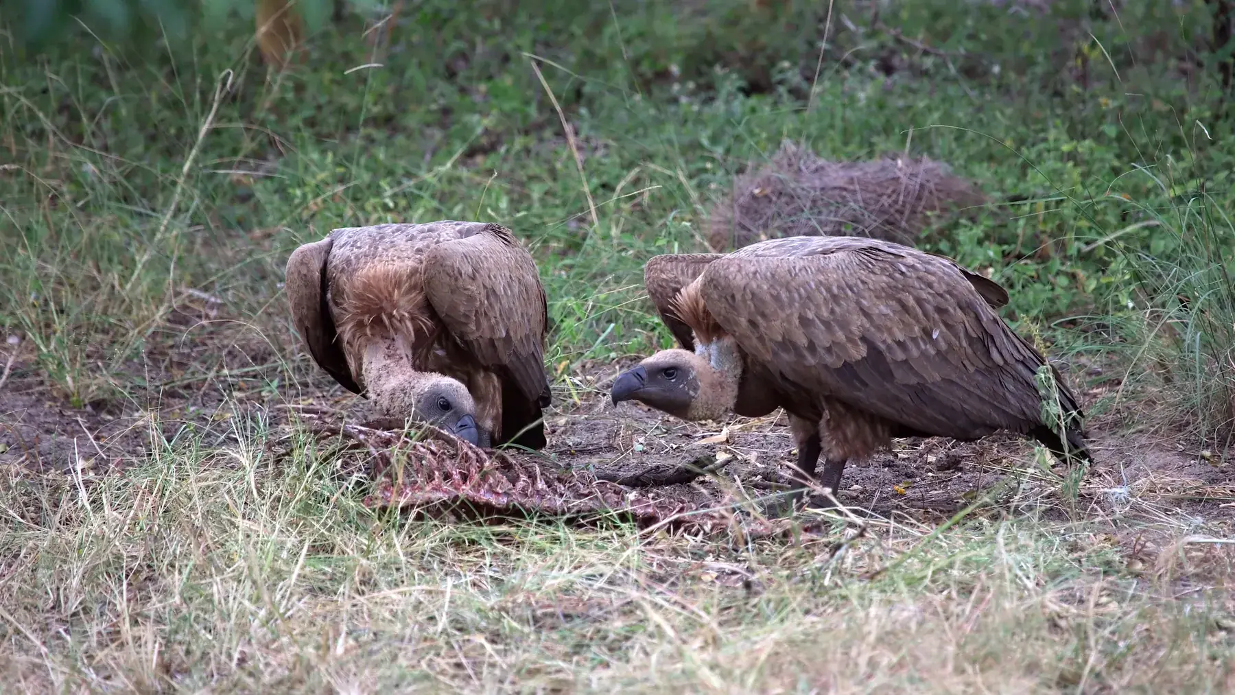 Vulture and Carcass from Tanzania Photographic Safari