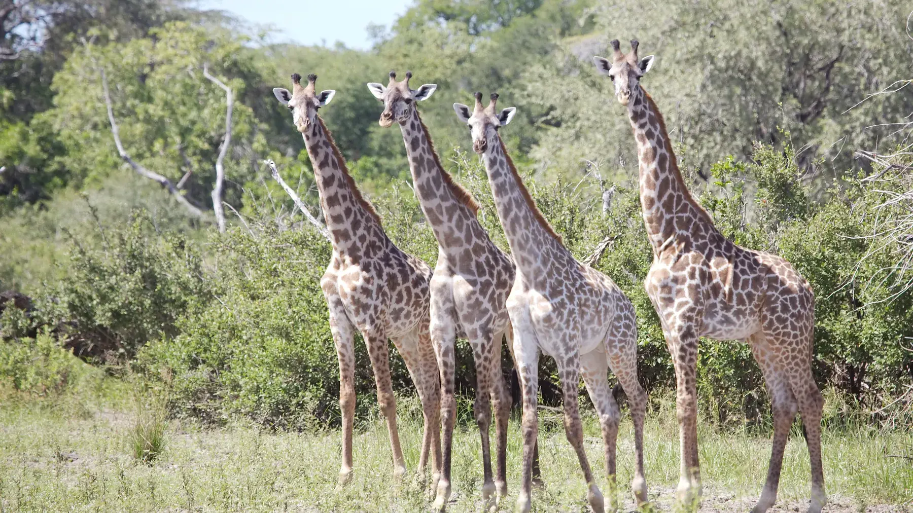 Giraffes from Tanzania Photographic Safari