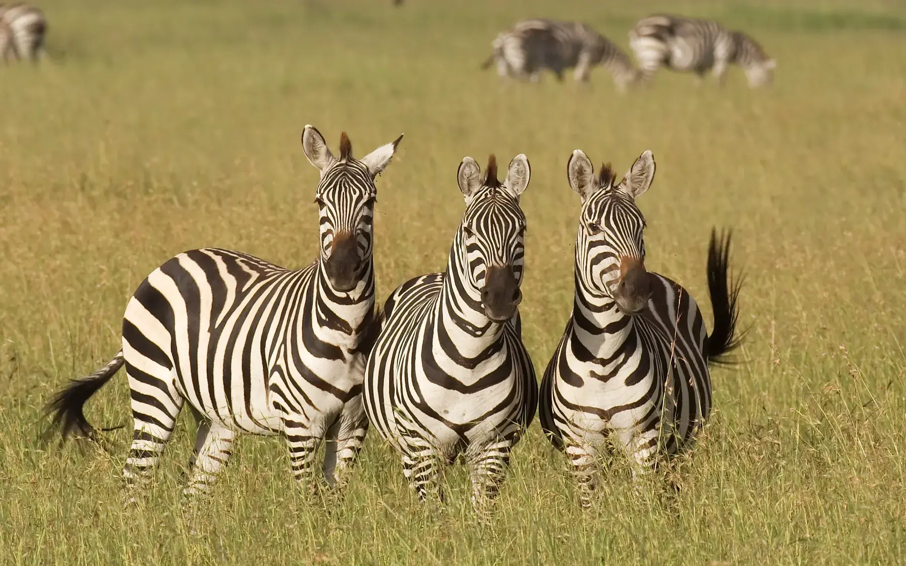 Three Zebras from Tanzania Photographic Safari