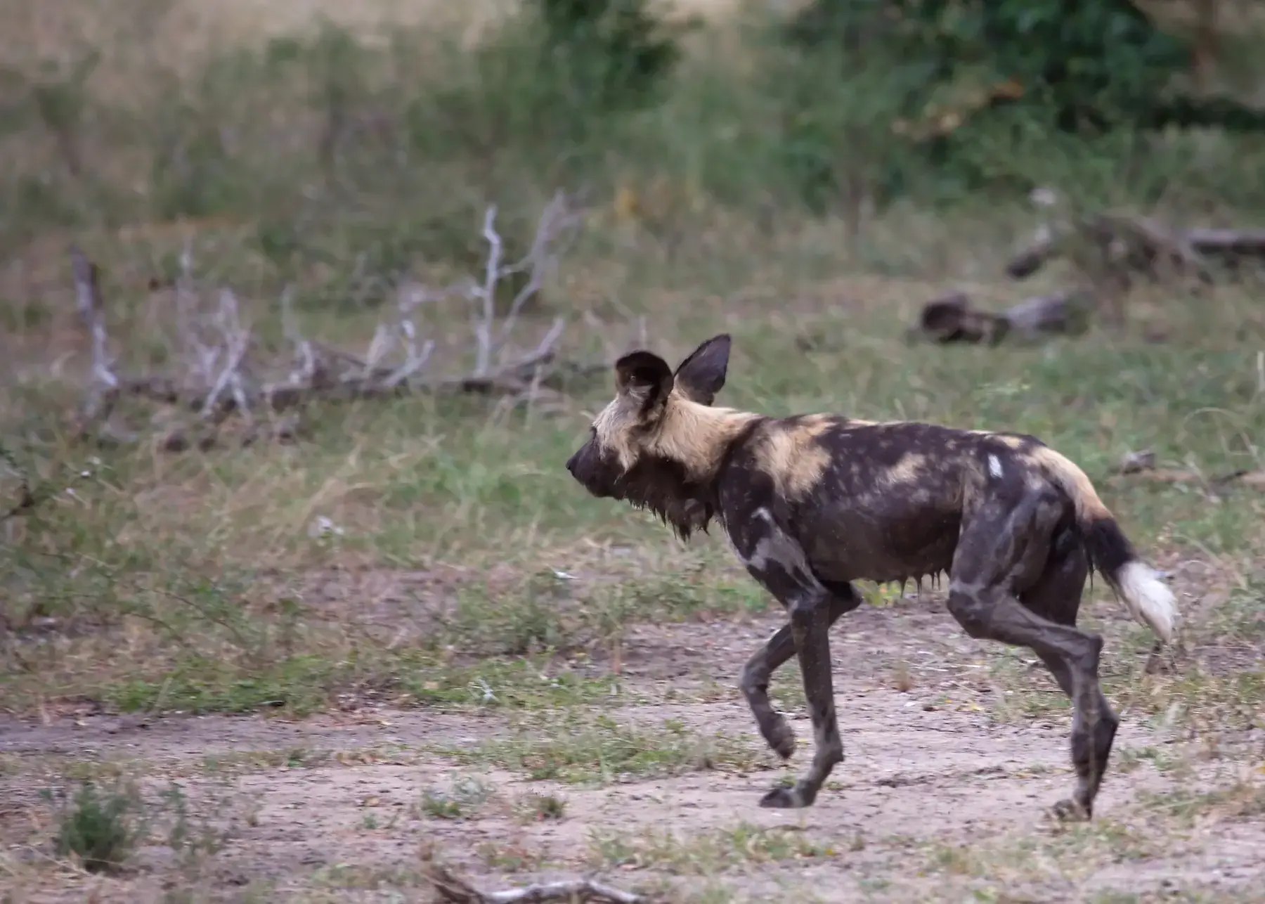 Wet Wild Dog from Tanzania Photographic Safari