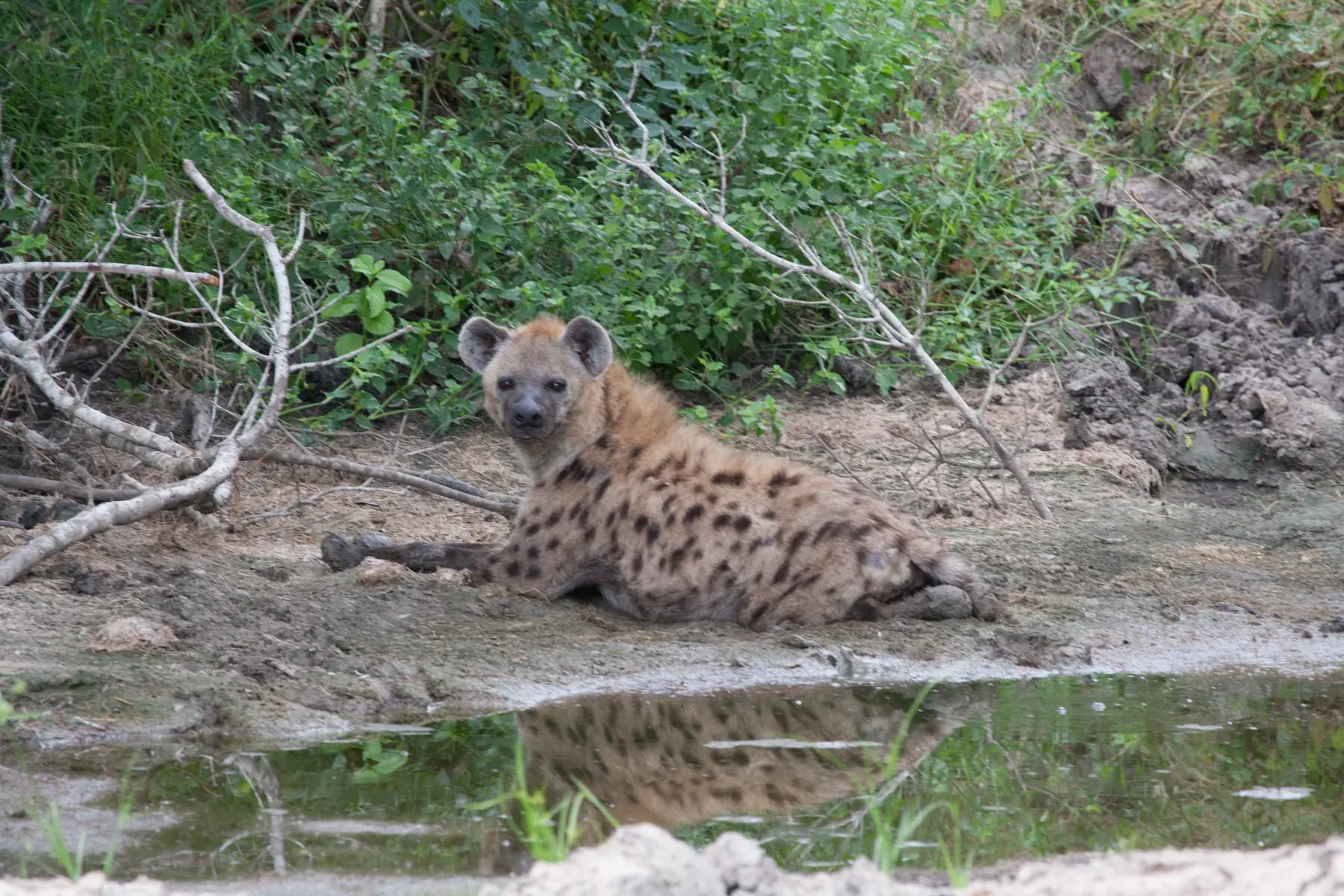 Hyena Reflection from Tanzania Photographic Safari