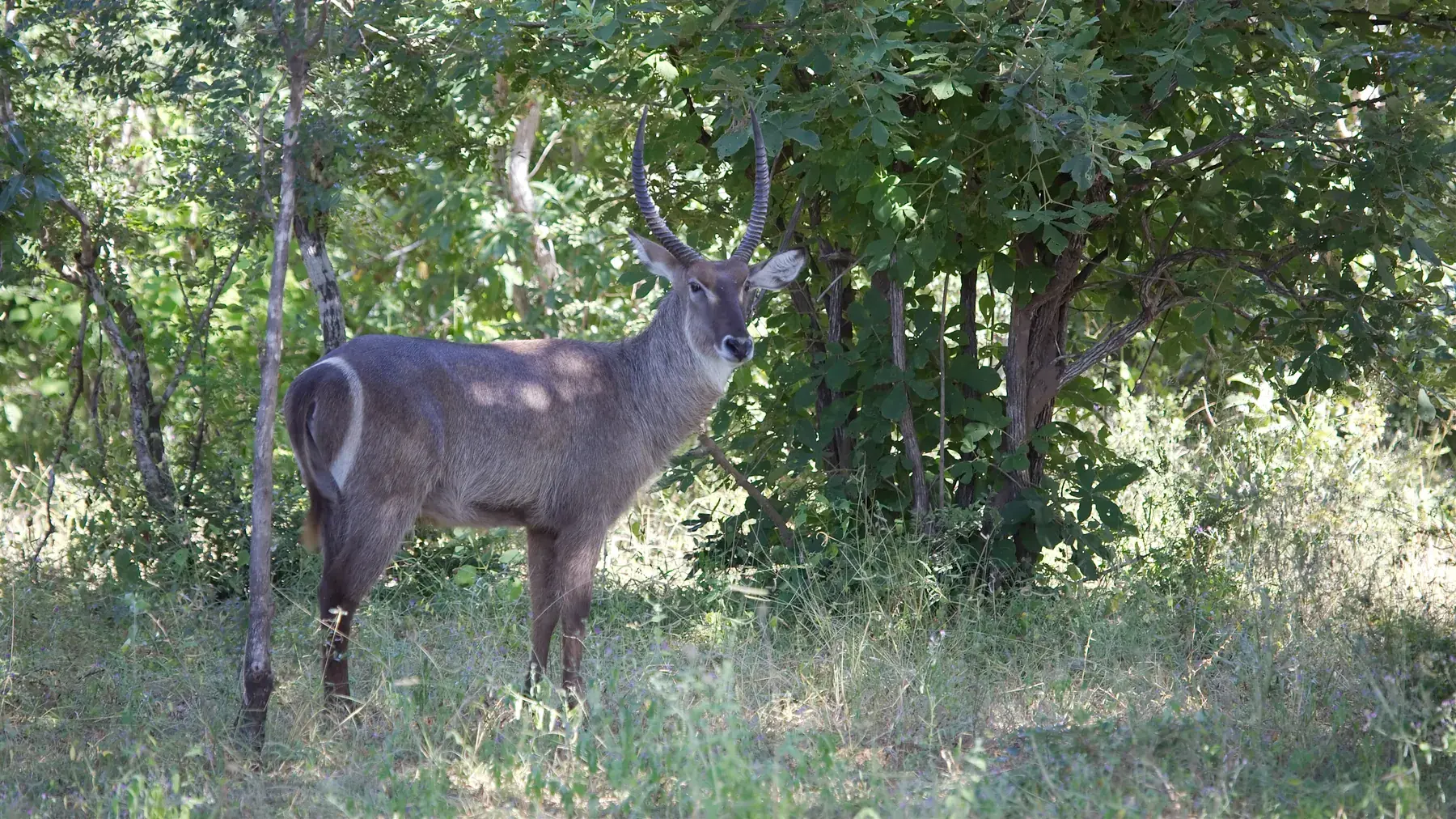 Waterbuck from Tanzania Photographic Safari