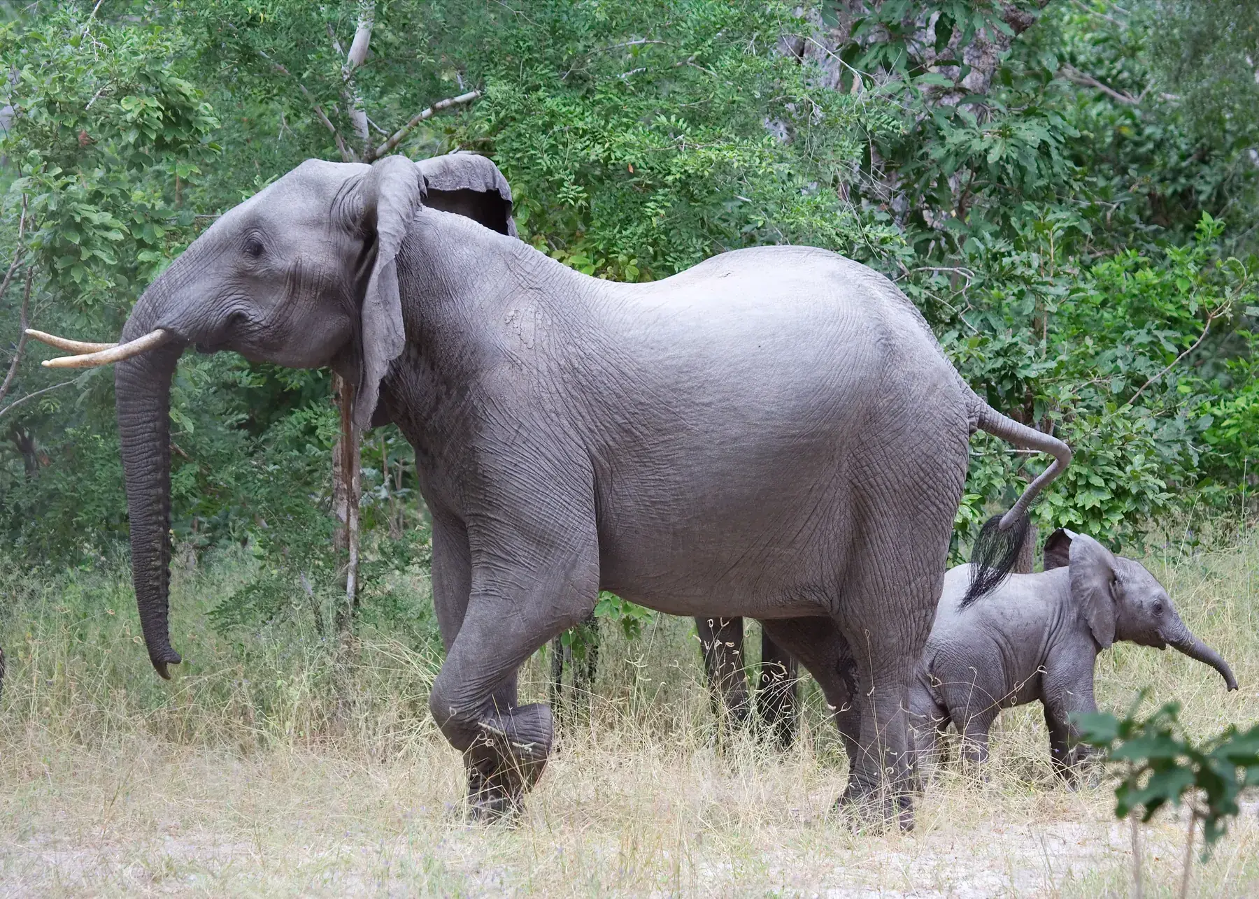 Elephant and Baby from Tanzania Photographic Safari