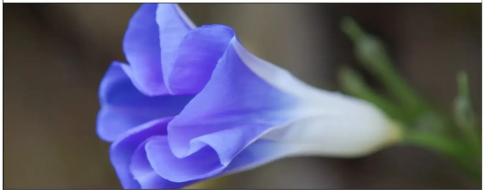 Purple Morning Glory from Tanzania Photographic Safari