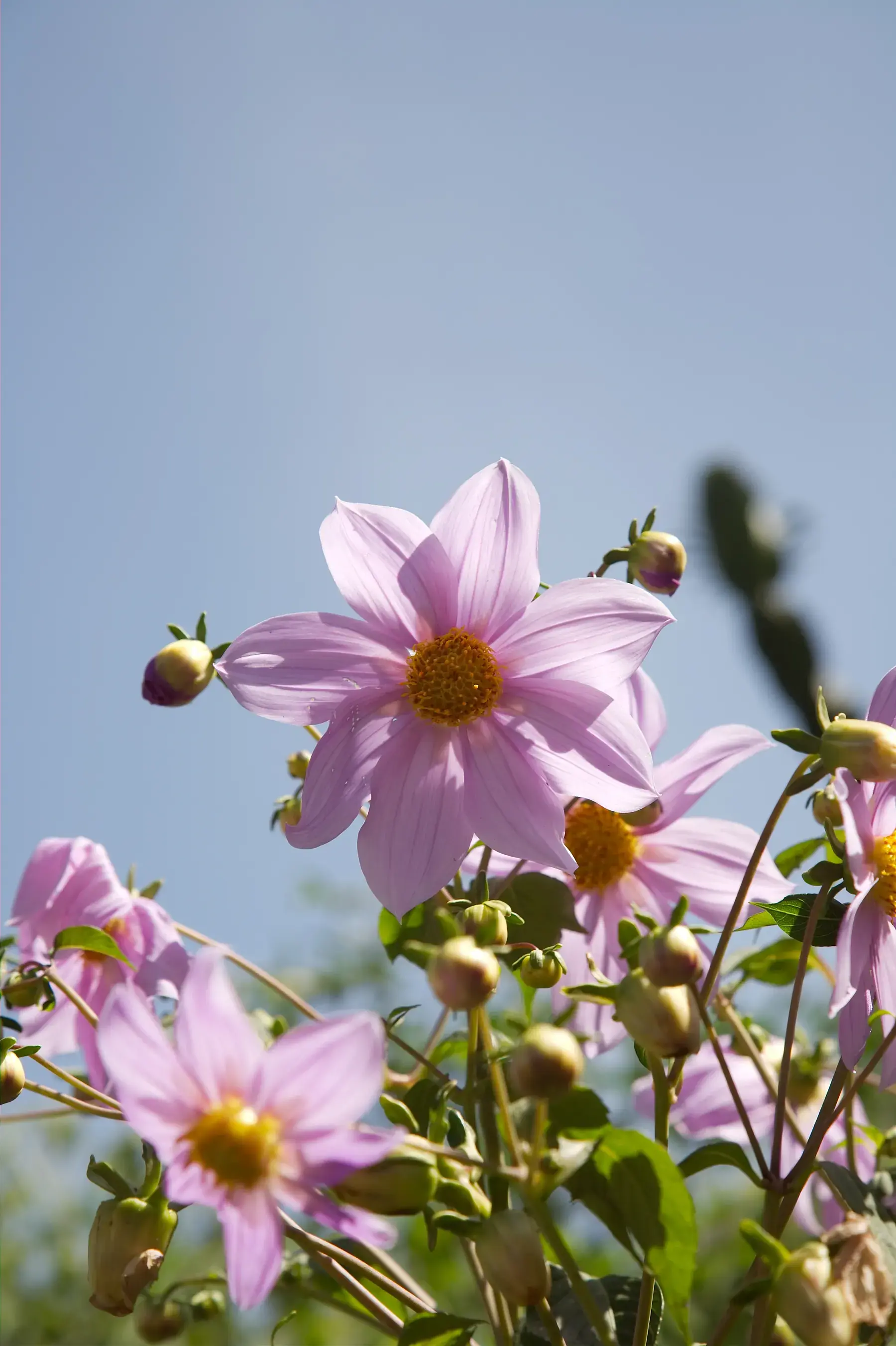 Pink Daisy-like Flowers from Tanzania Photographic Safari