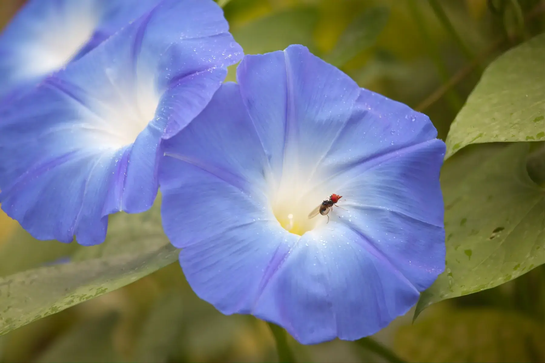 Blue Morning Glory with Insect from Tanzania Photographic Safari