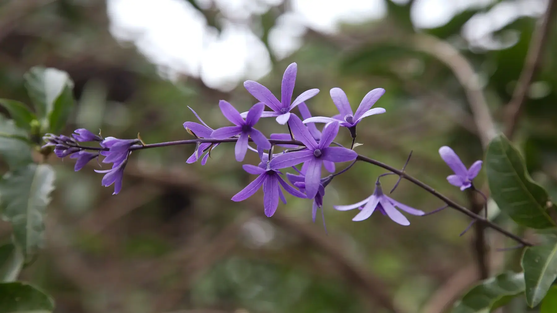 Purple Star-shaped Wildflowers from Tanzania Photographic Safari