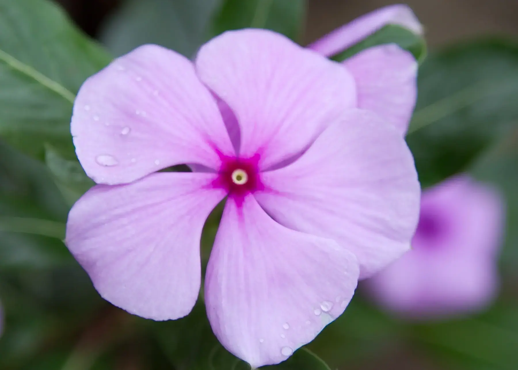 Pink Periwinkle Flower from Tanzania Photographic Safari