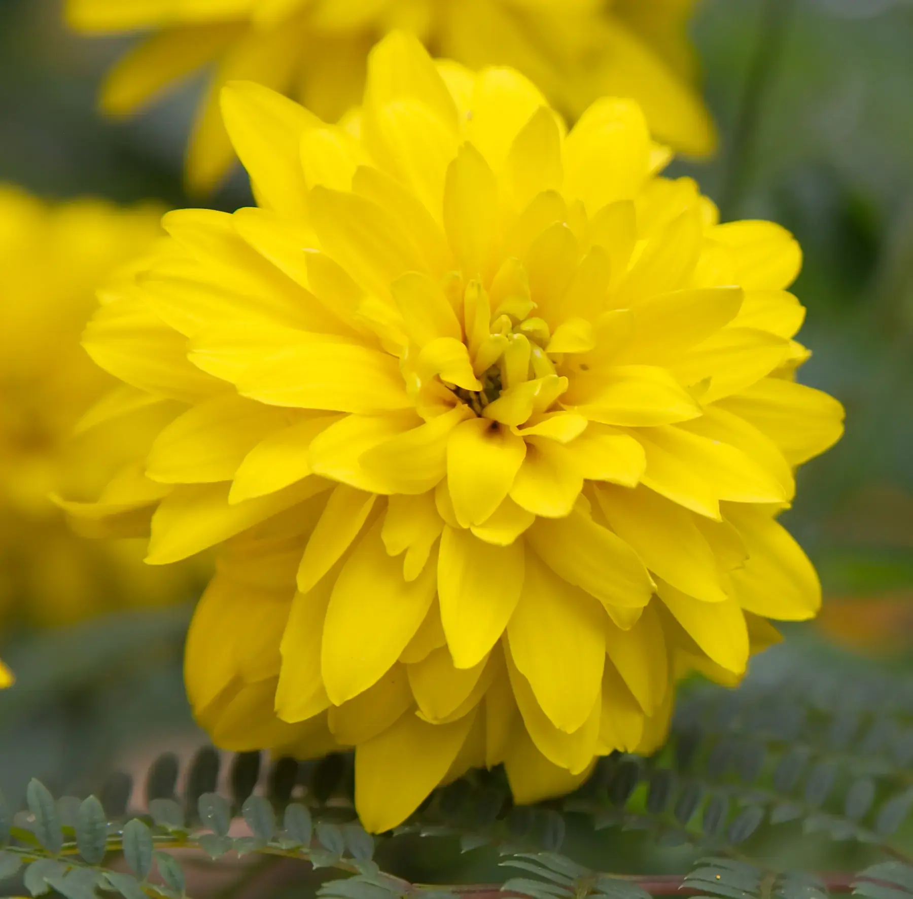 Yellow Flower Close-up from Tanzania Photographic Safari