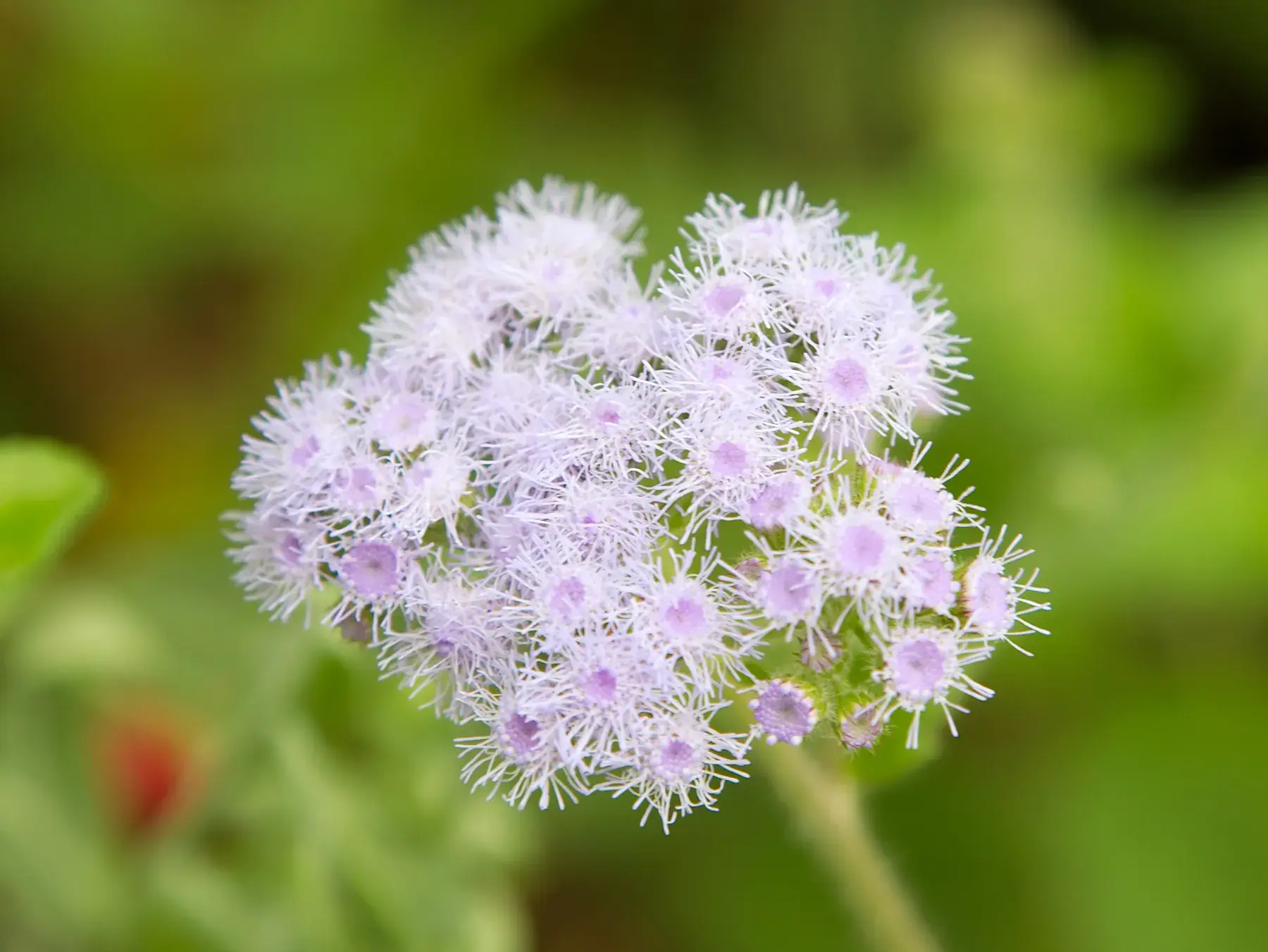 Pale Purple Wildflower Cluster from Tanzania Photographic Safari