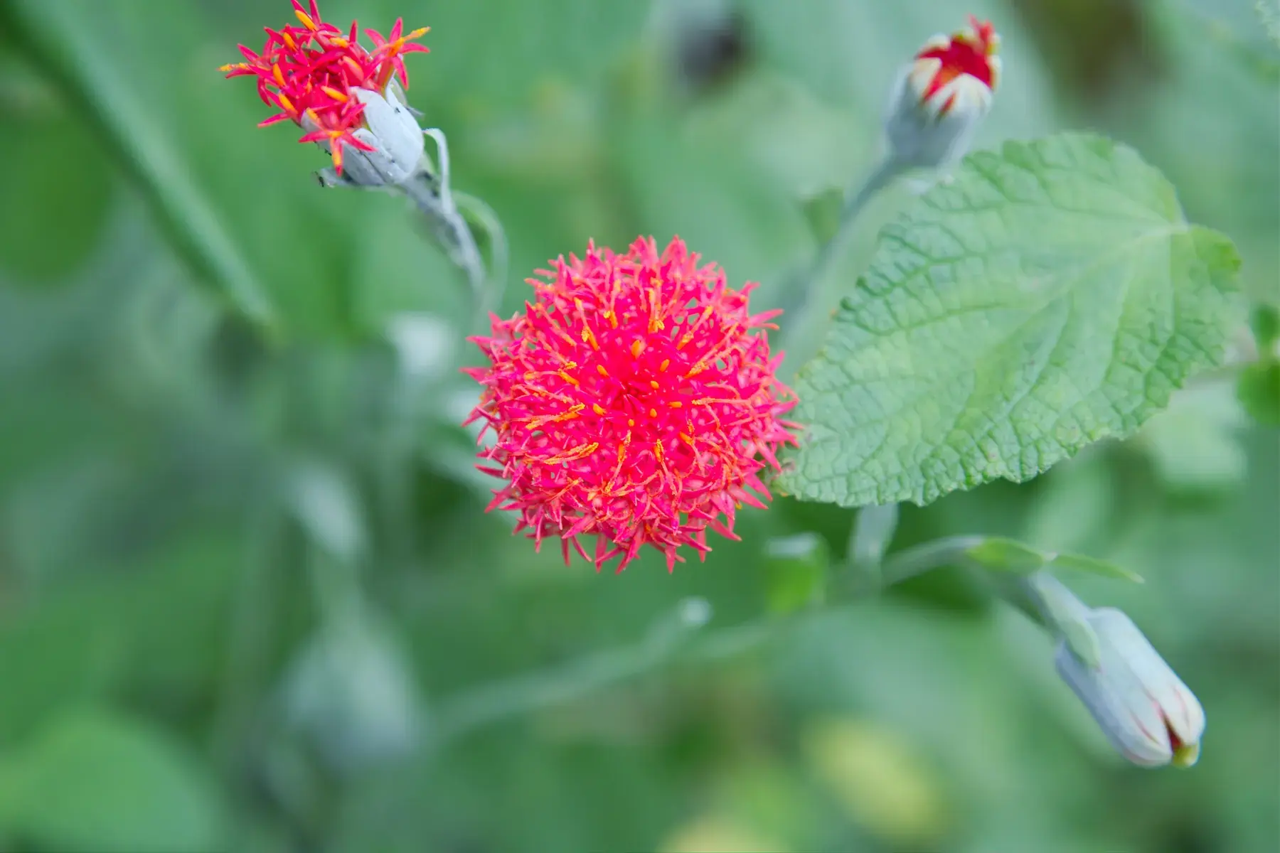 Red Tassel Flower from Tanzania Photographic Safari