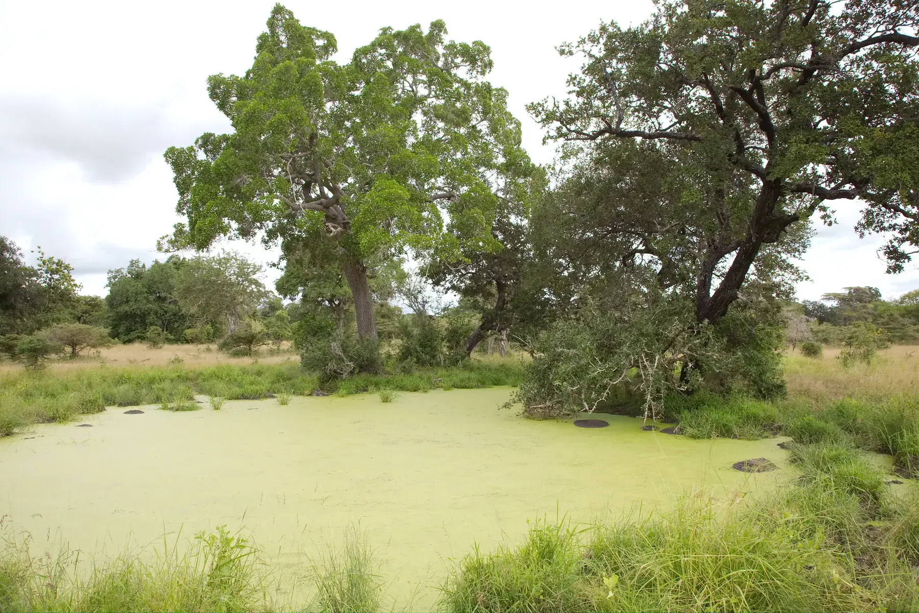 Duckweed-covered Waterhole from Tanzania Photographic Safari