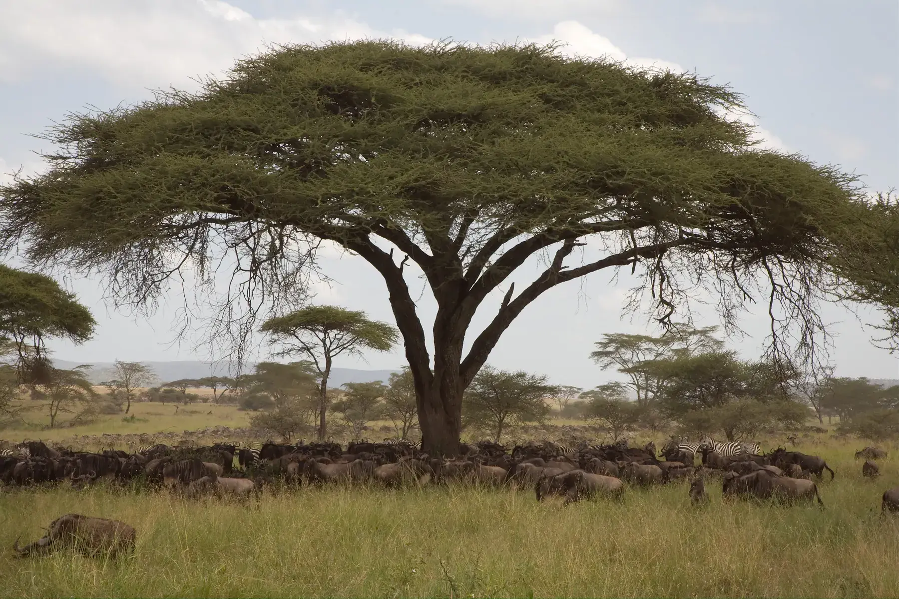 Wildebeest and Zebras Under Acacia Shade from Tanzania Photographic Safari