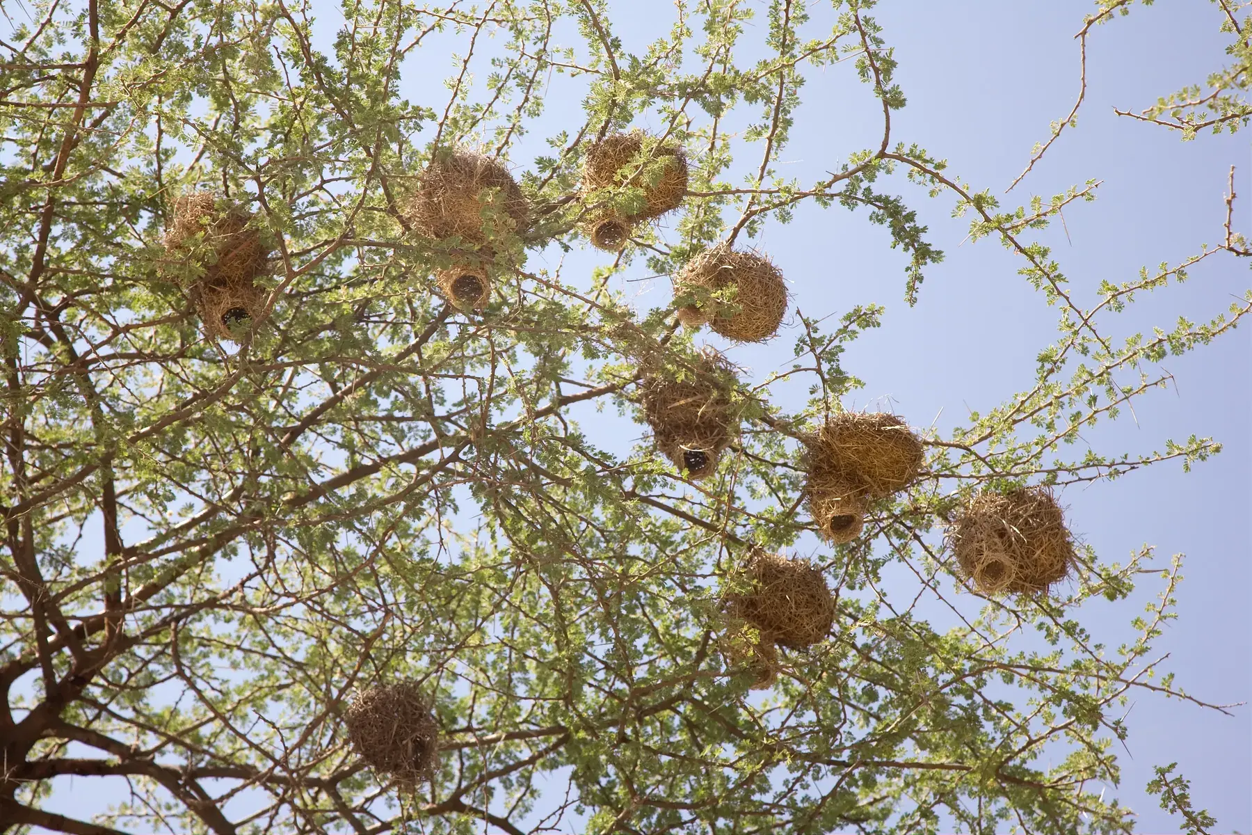 Weaver Nests in Acacia Tree from Tanzania Photographic Safari