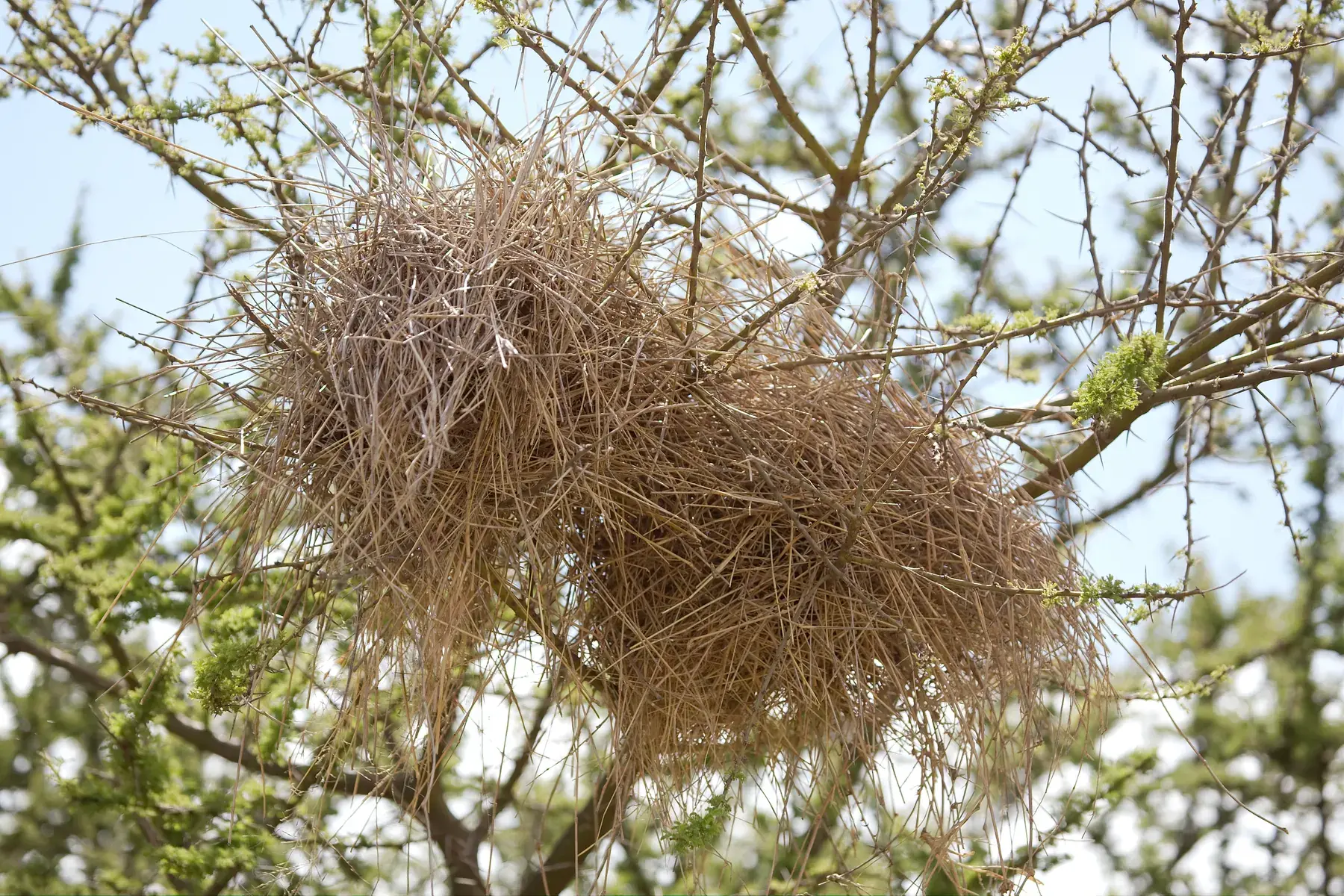 Large Woven Bird Nest from Tanzania Photographic Safari