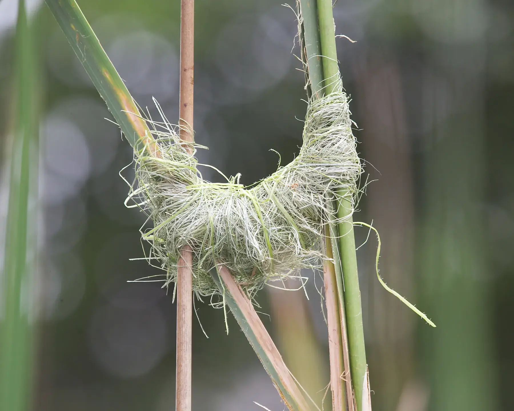 Partly Built Weaver Nest from Tanzania Photographic Safari