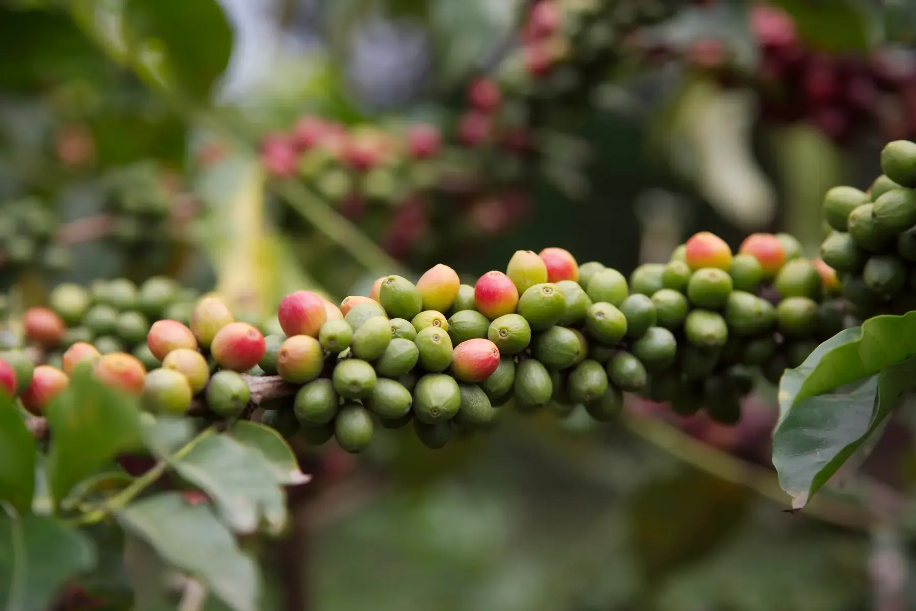 Coffee Cherries from Tanzania Photographic Safari