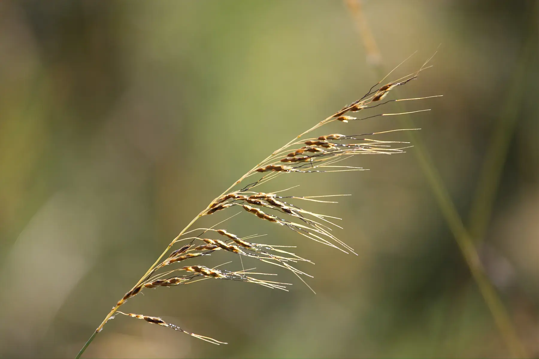 Savanna Grass Seed Head from Tanzania Photographic Safari