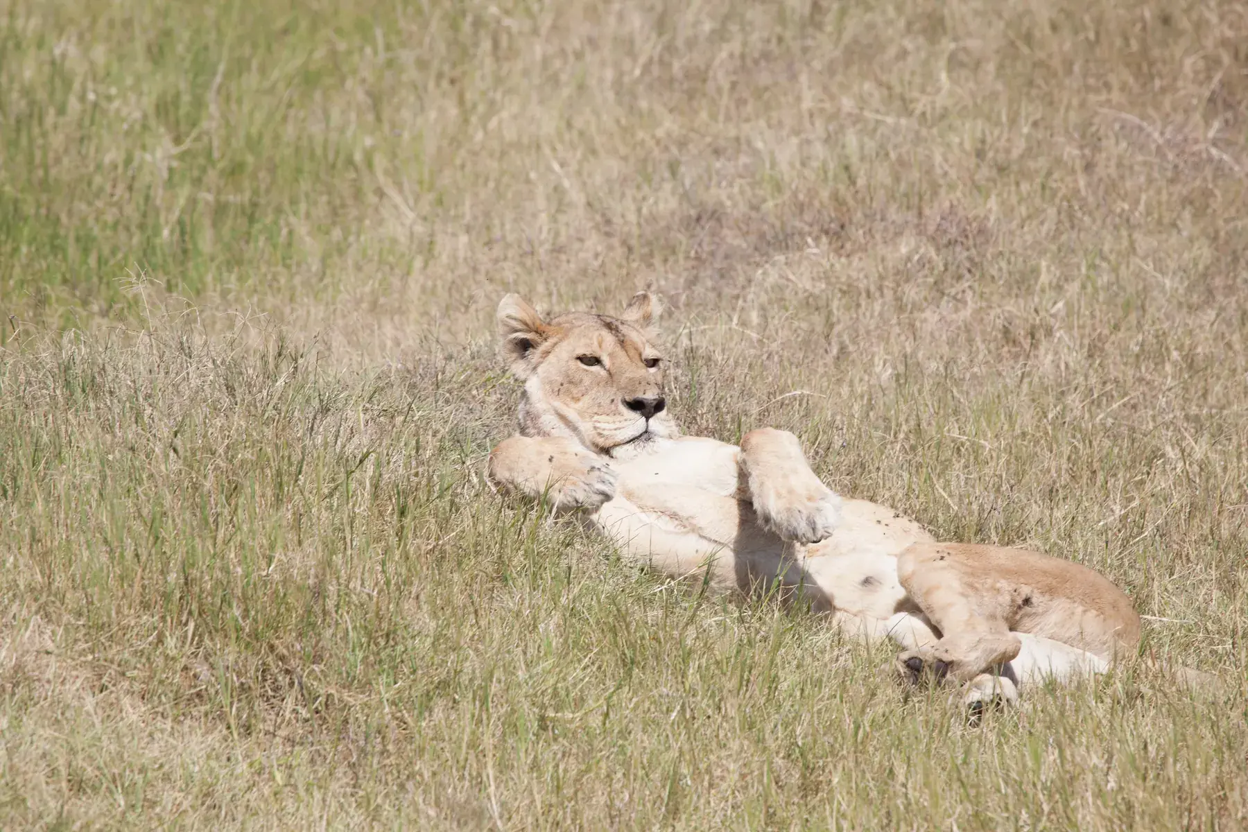 Lioness from Tanzania Photographic Safari