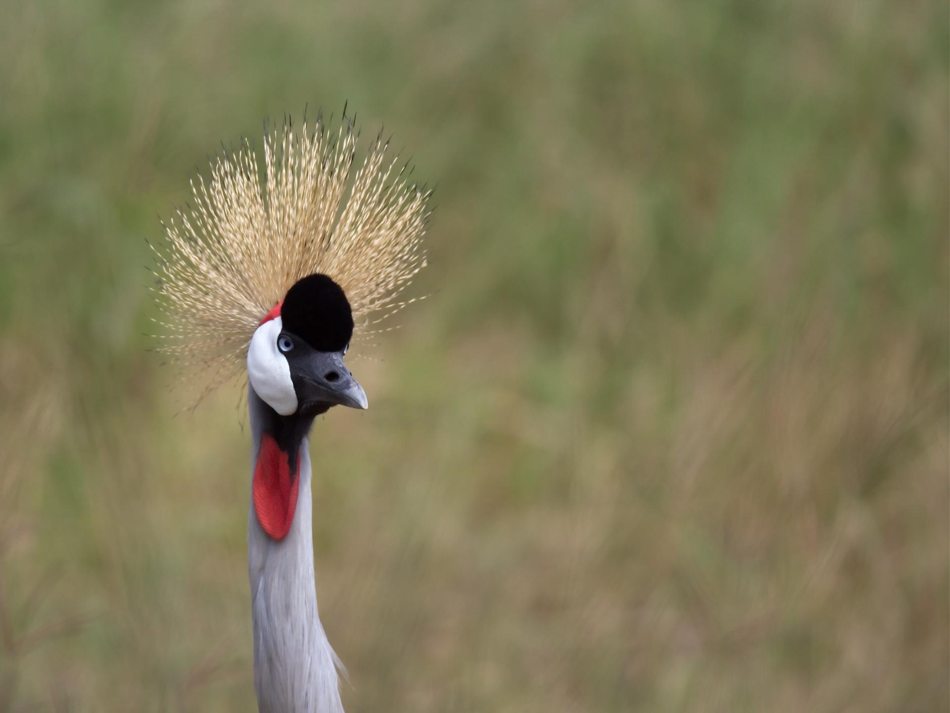 Grey Crowned Crane