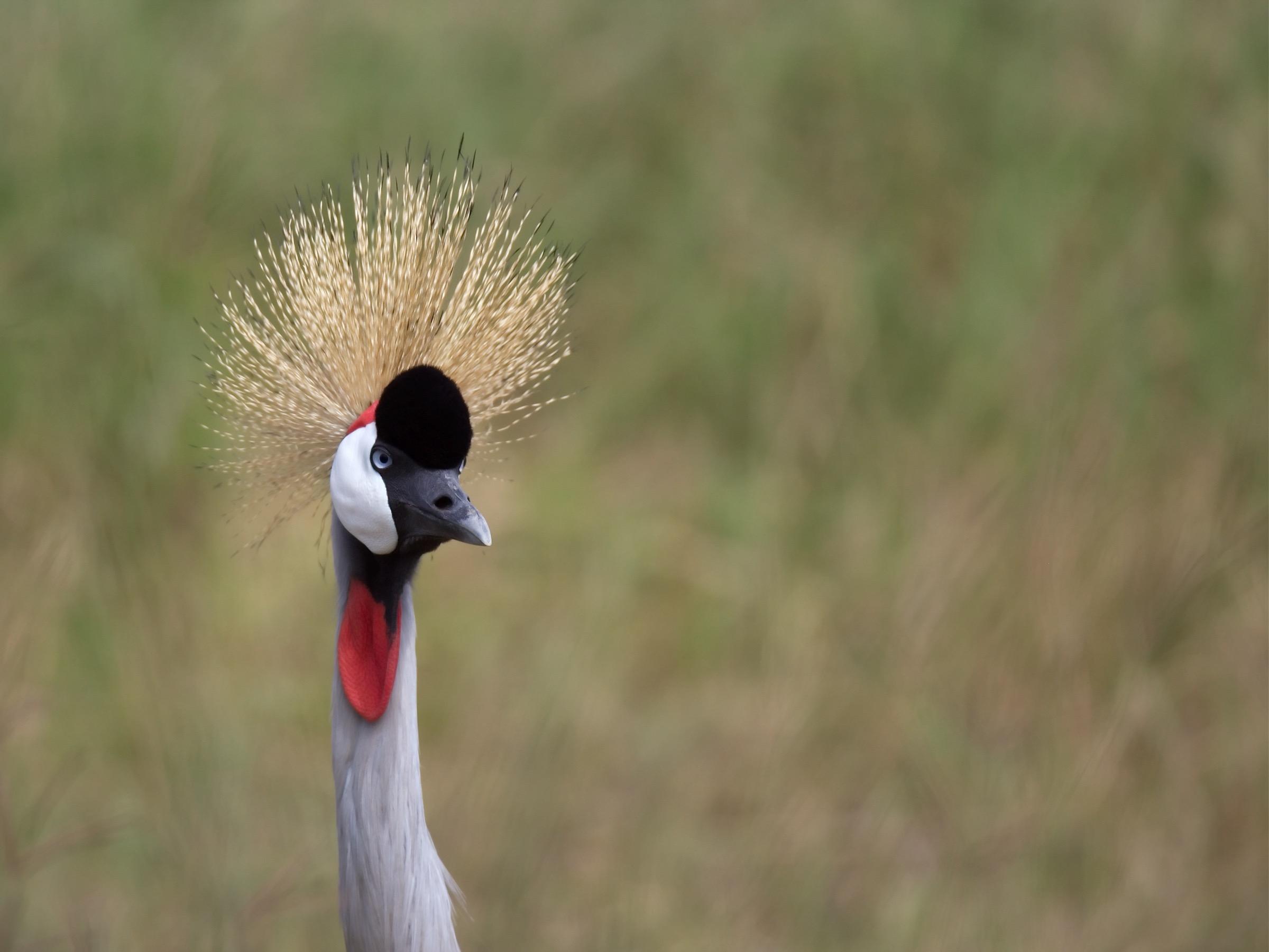 Grey Crowned Crane