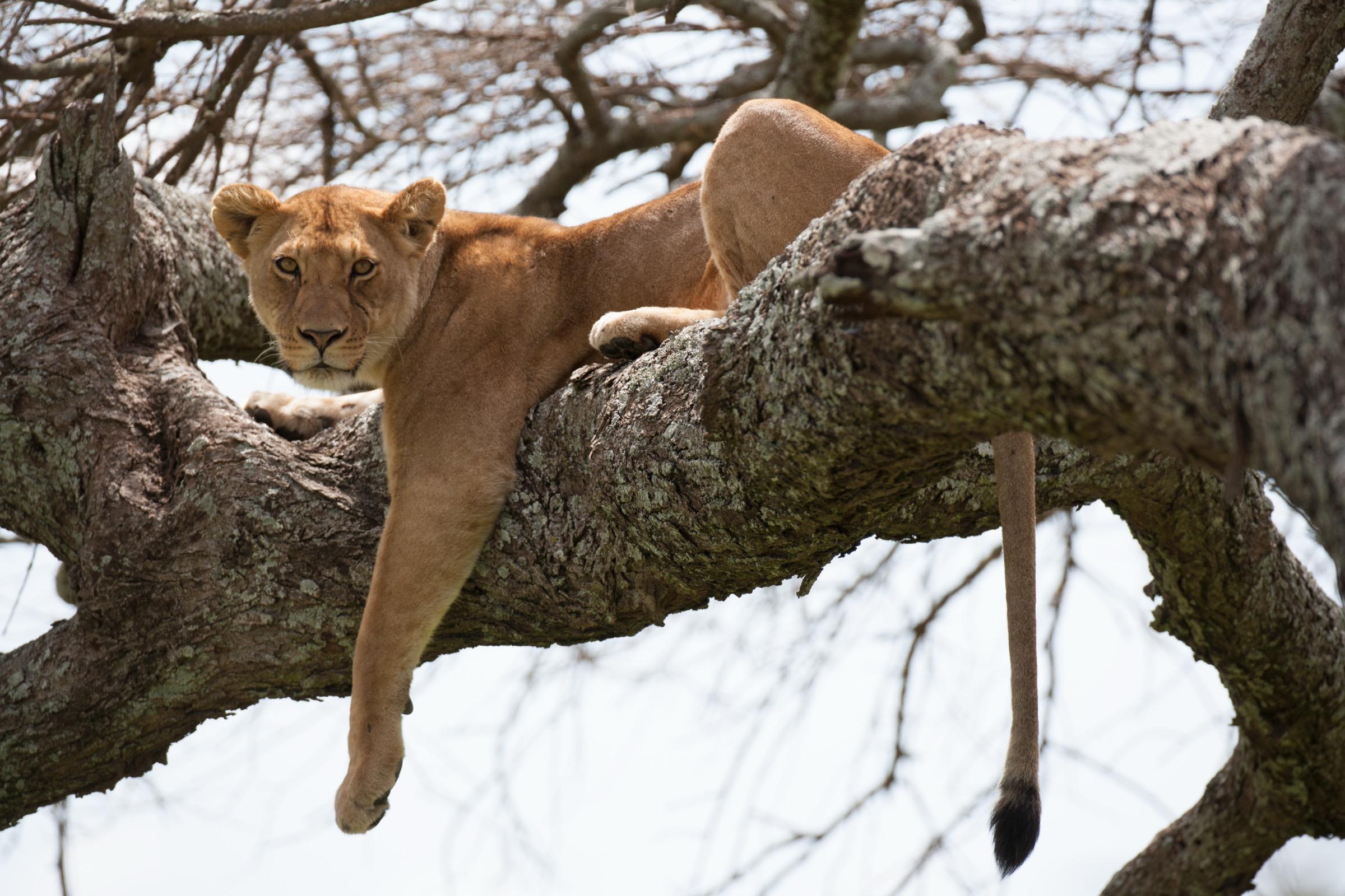 Branch Recline