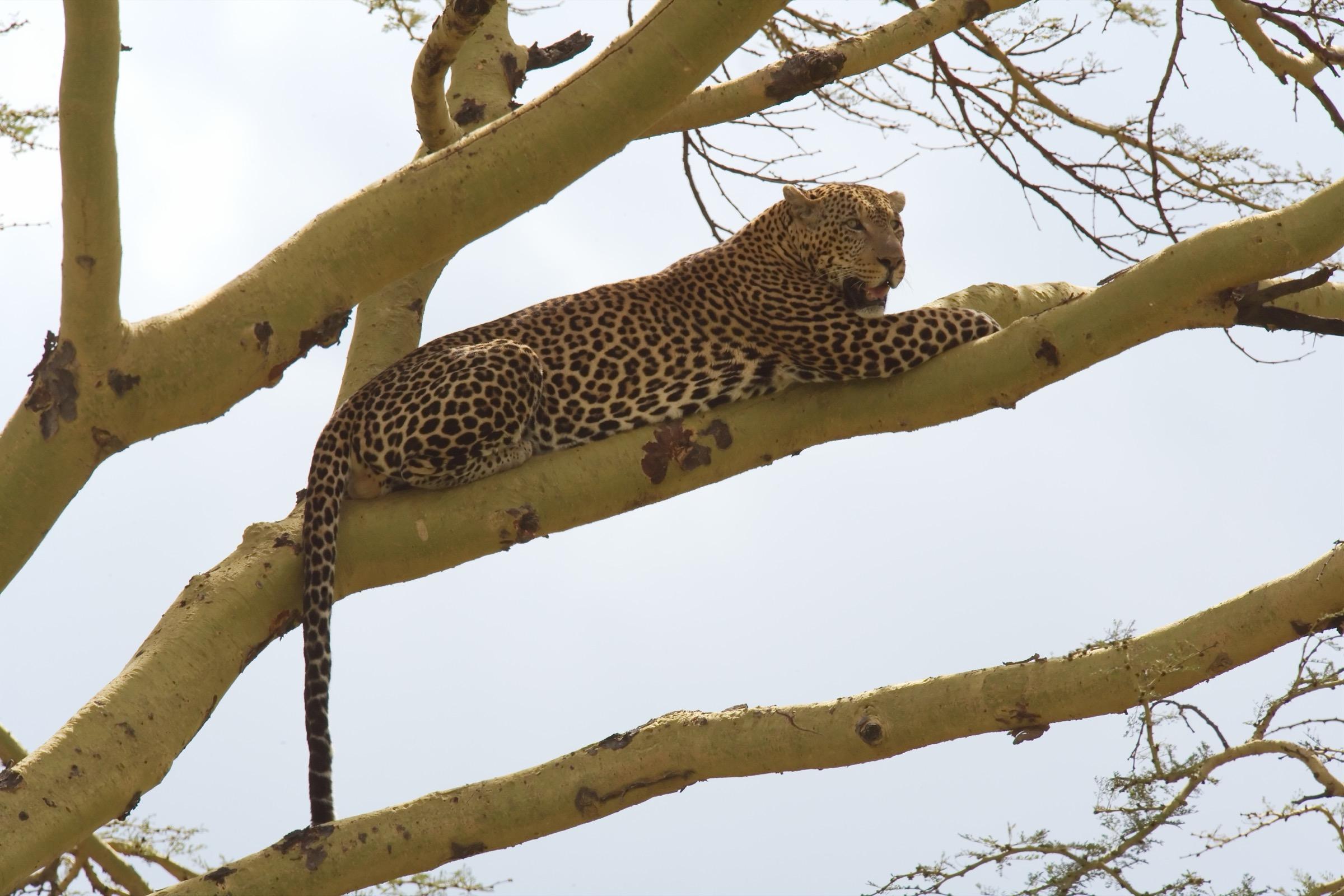 Leopard Lounge