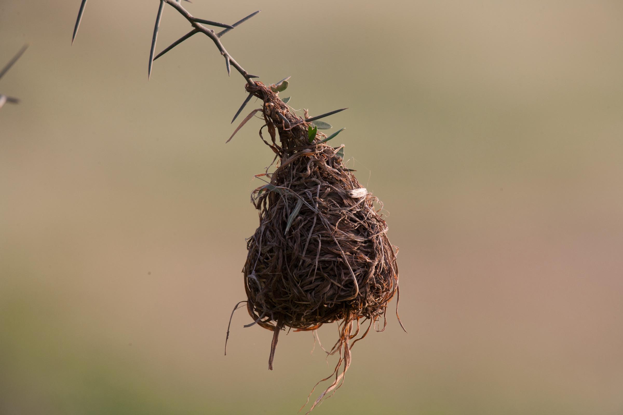 Woven Nest