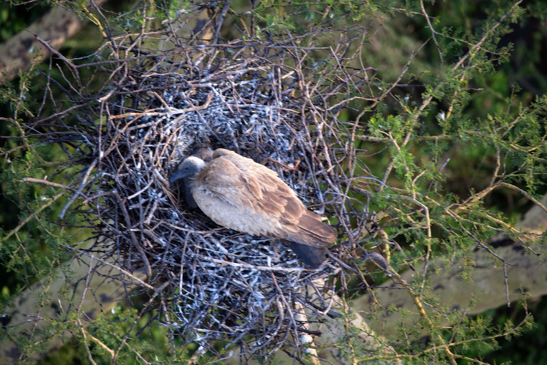 Nest Watch