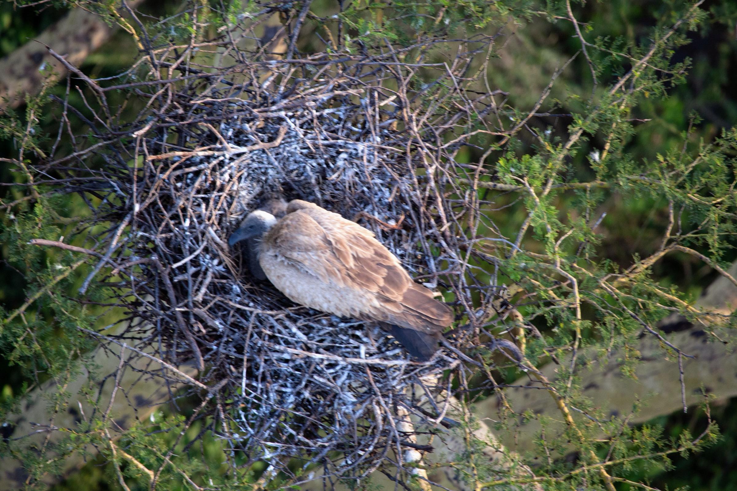 Nest Watch