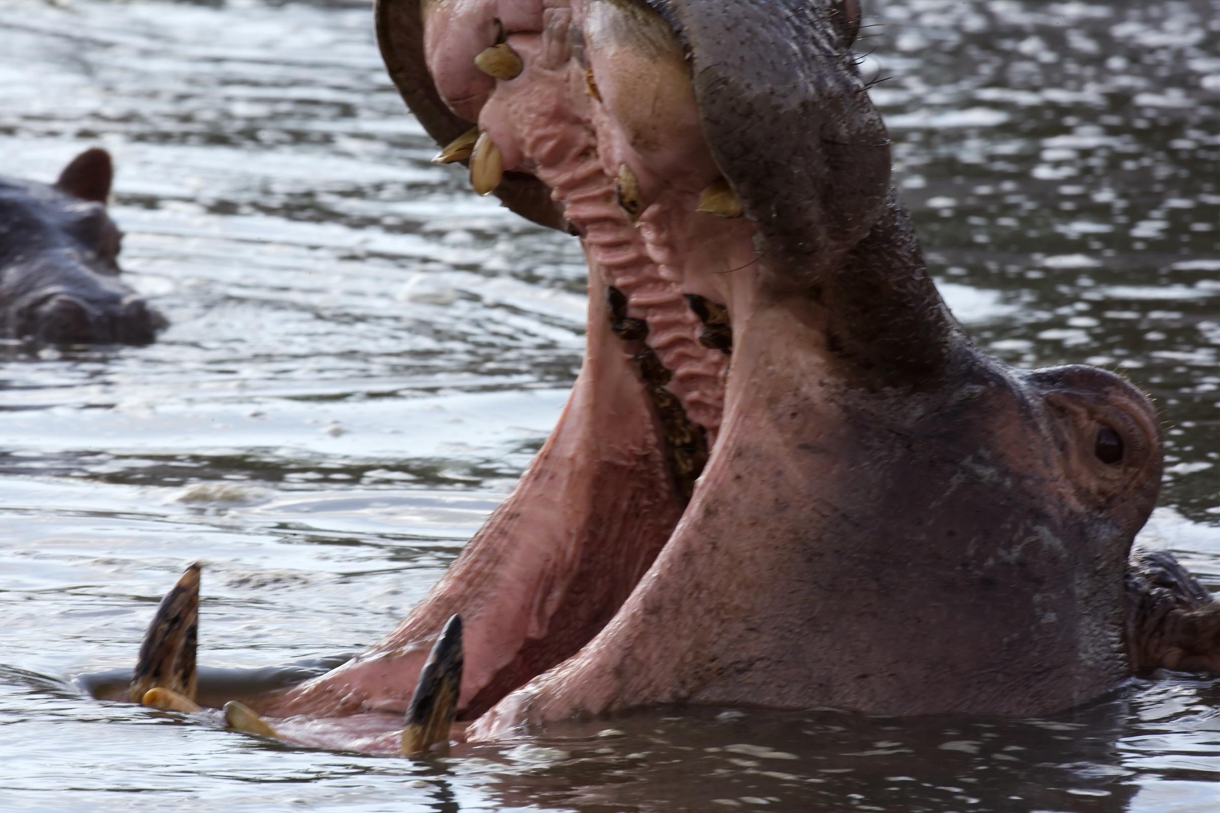 Hippo Yawn