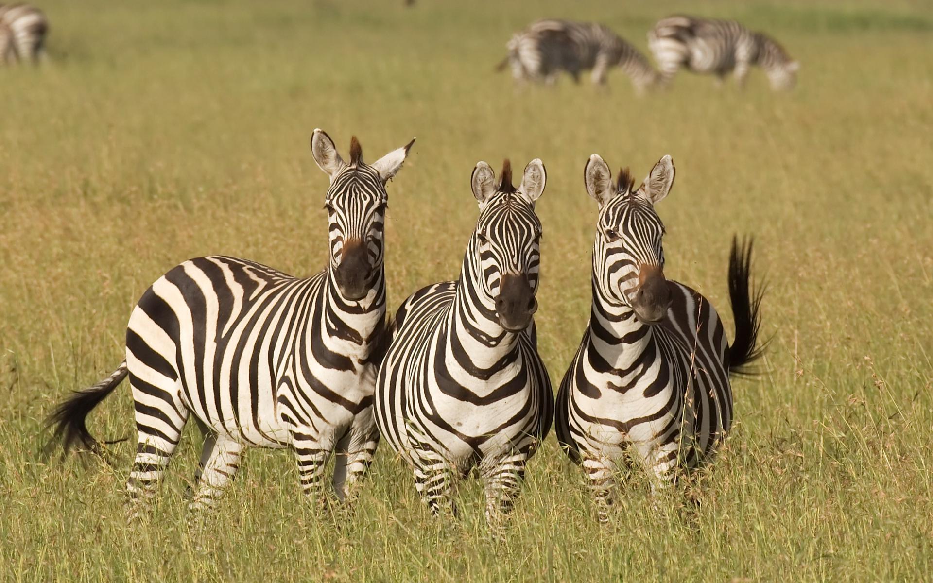 Striped Trio