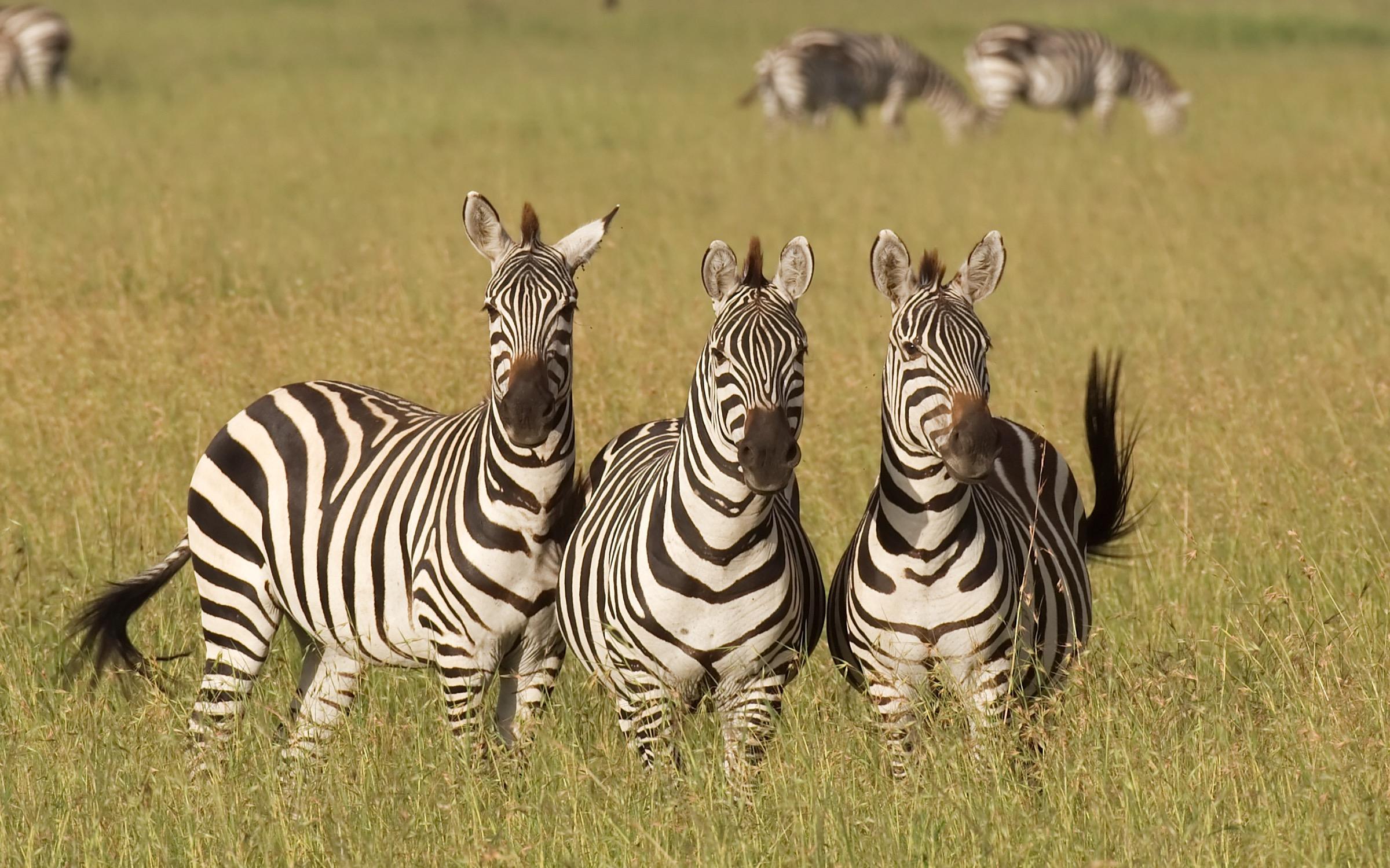 Striped Trio