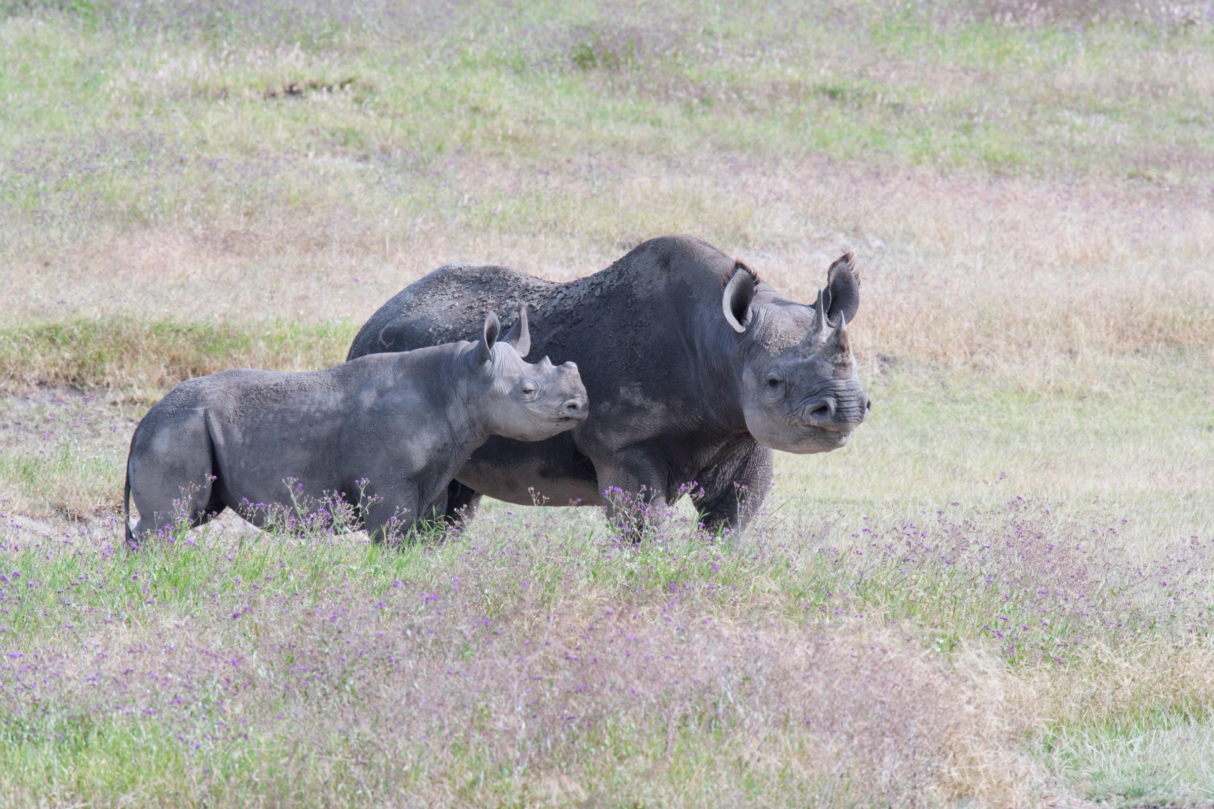 Rhino and Calf