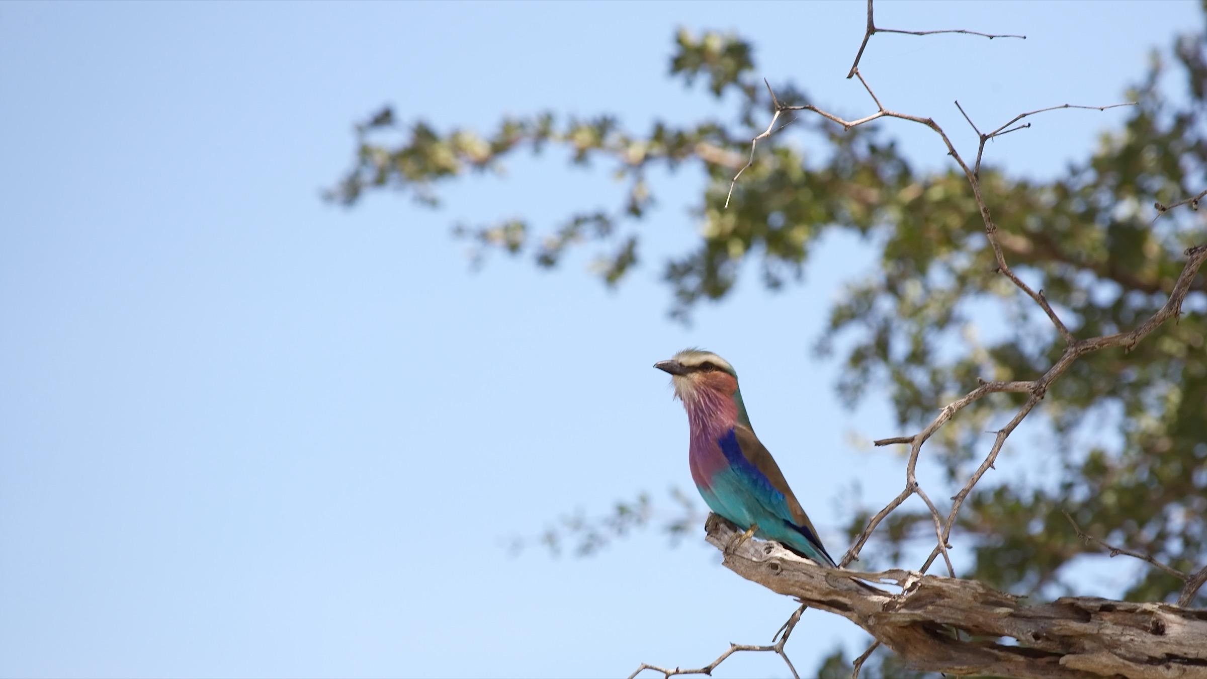 Lilac-Breasted Roller