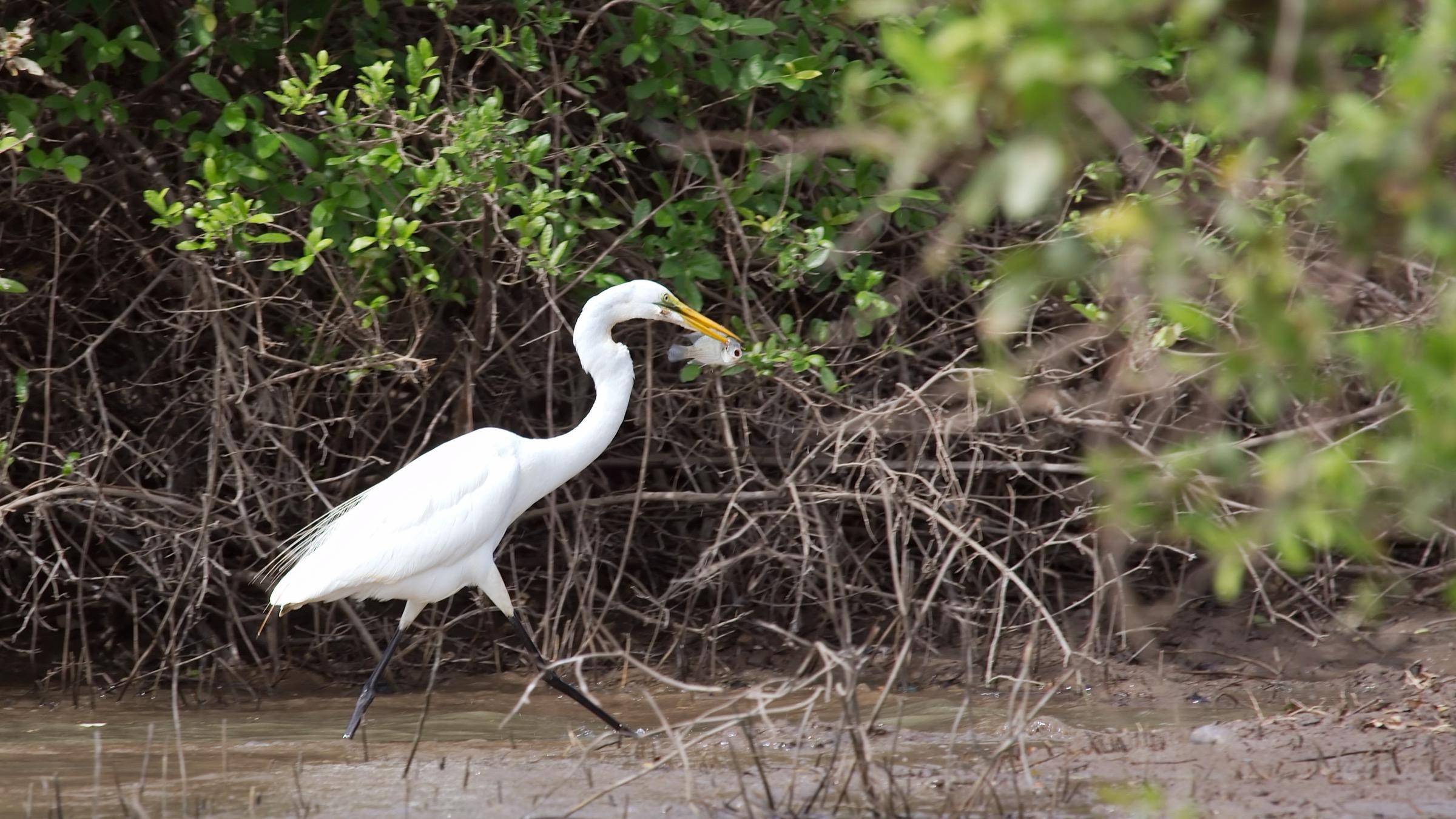 Great Egret with Catch