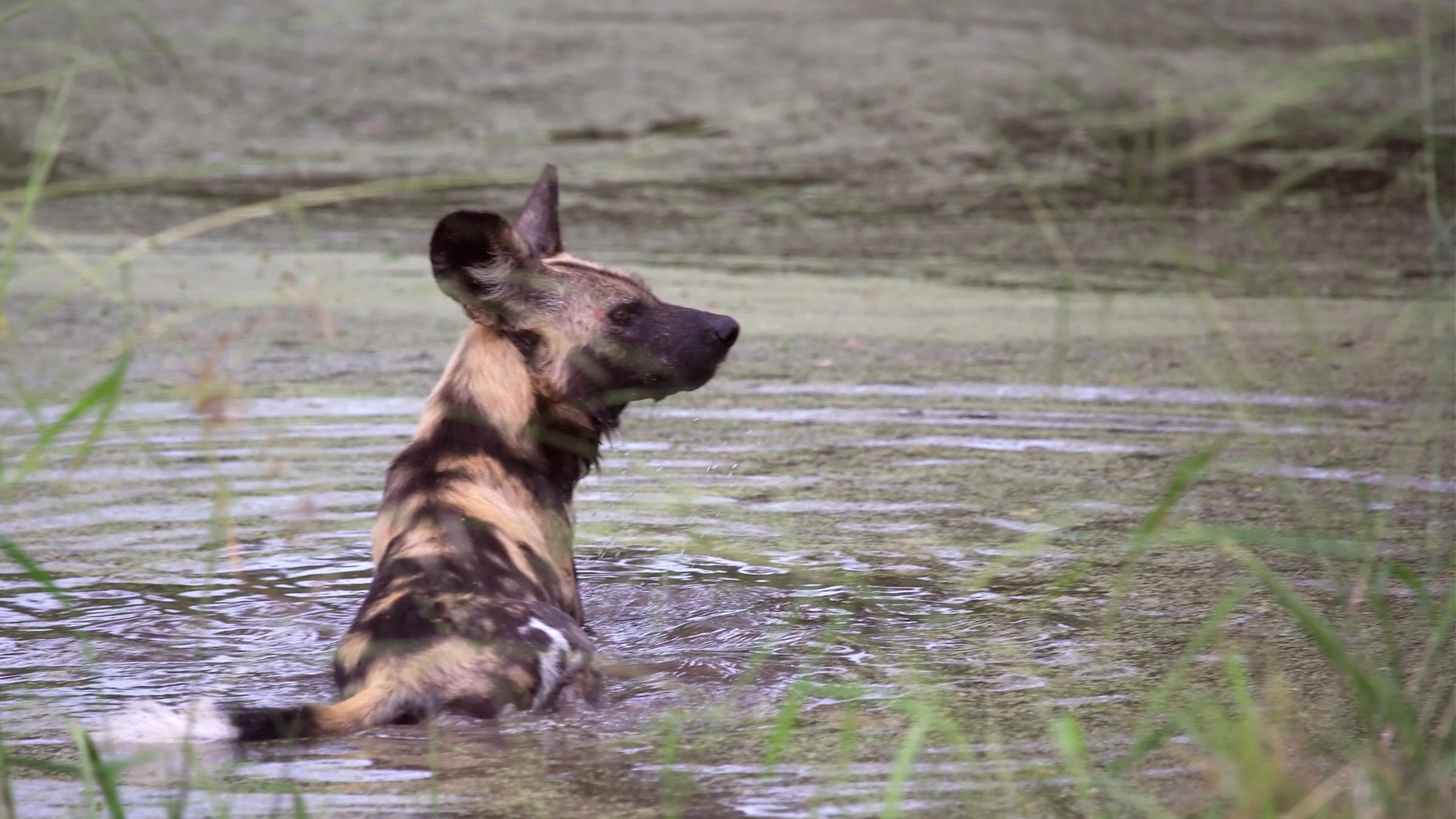 Painted Dog in the Marsh