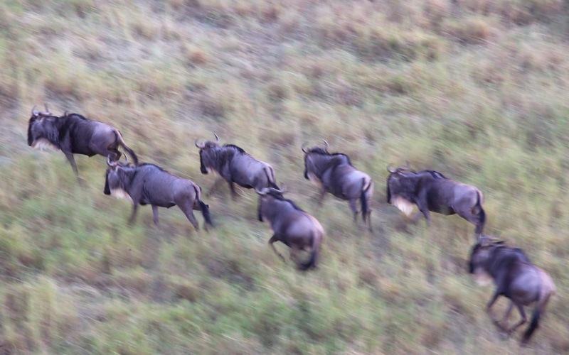 Wildebeest Run