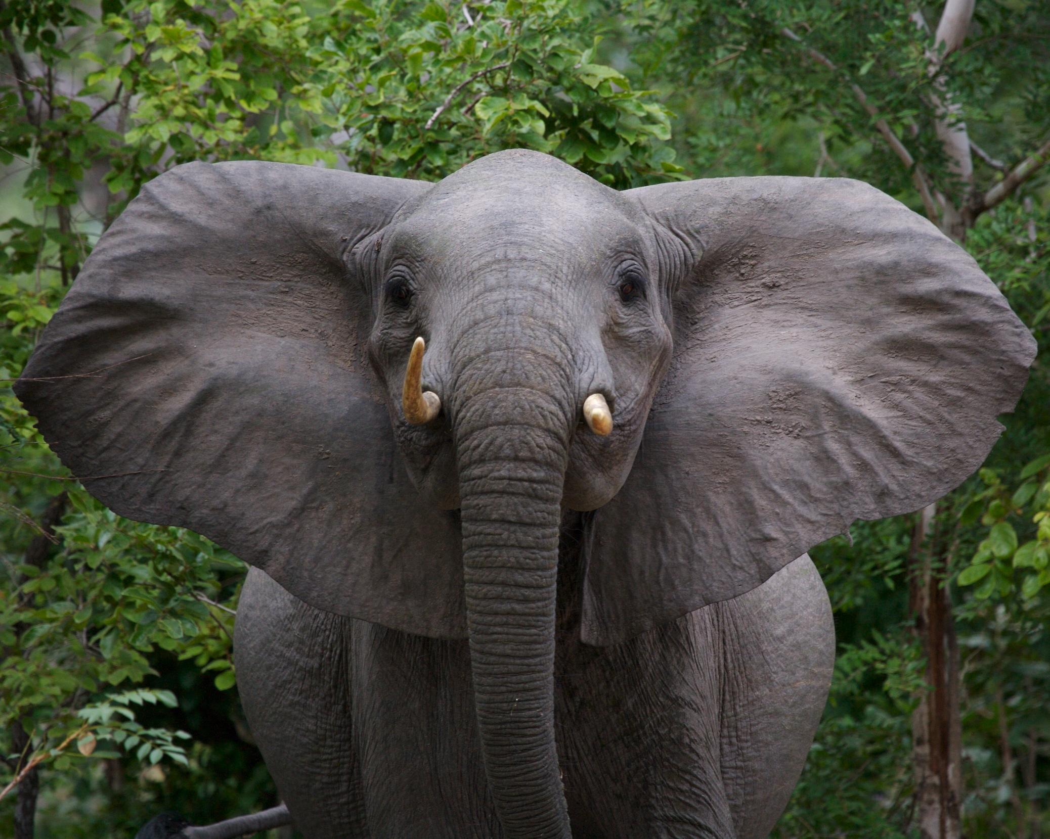Elephant Encounter