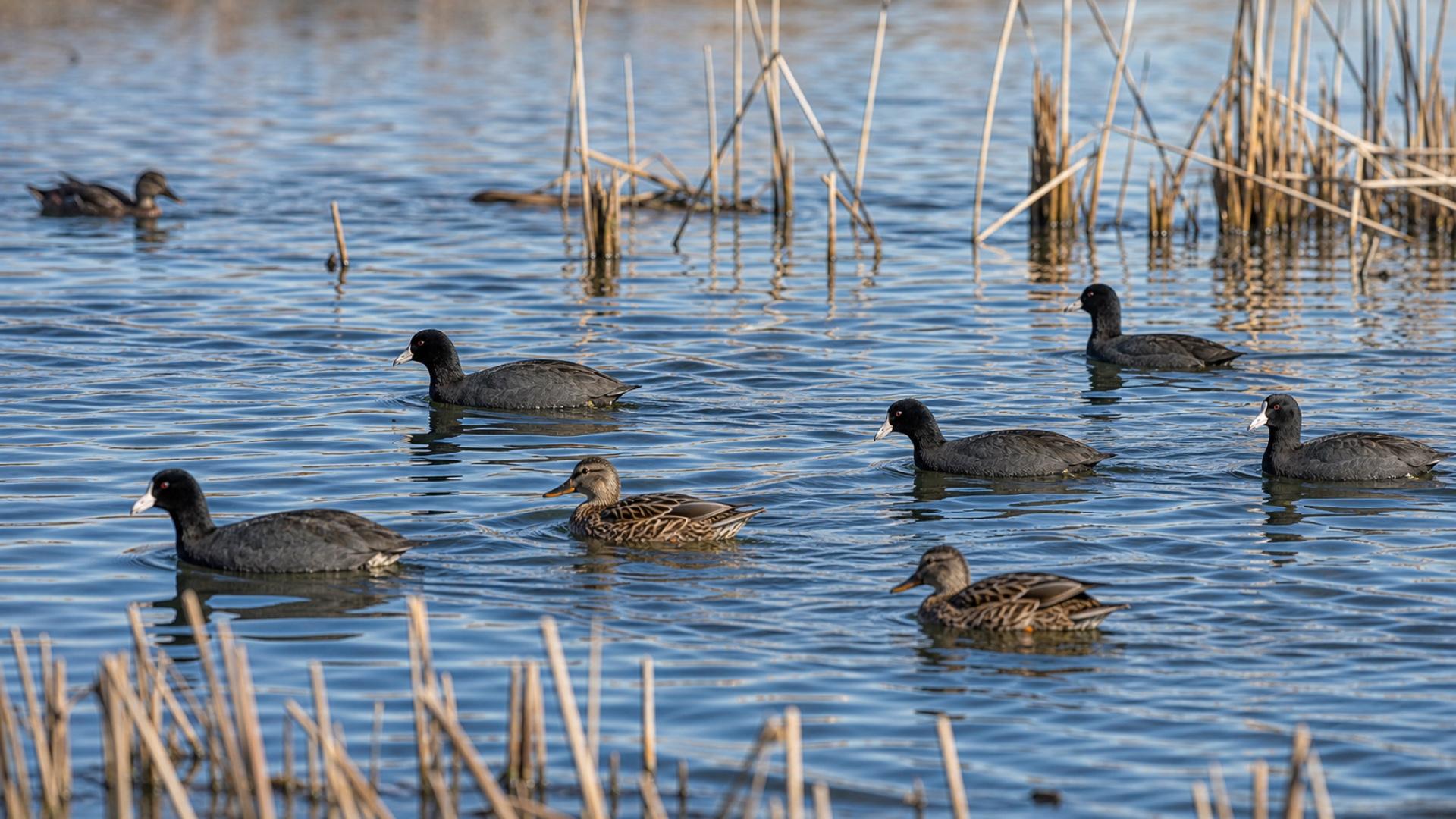 Planning image of wetland deck bird photography through reeds