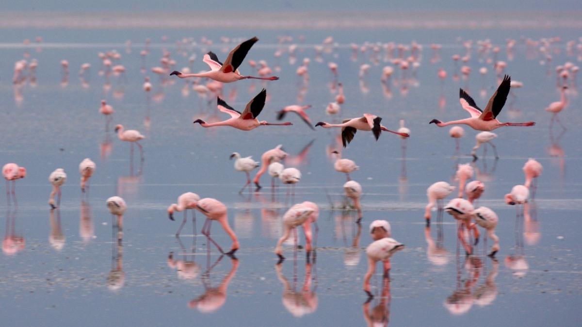 Flamingos in Flight