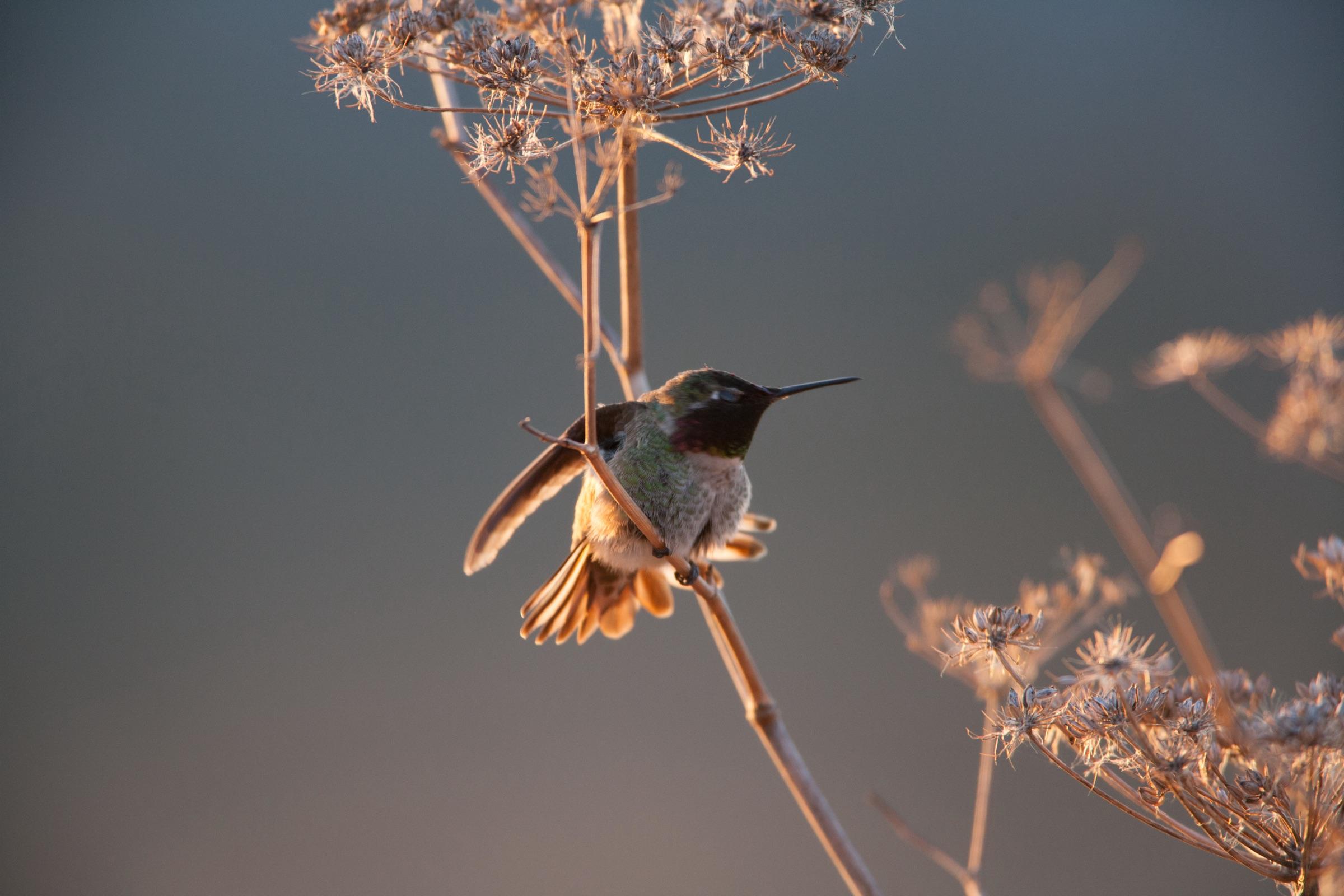 Hummingbird at Golden Hour
