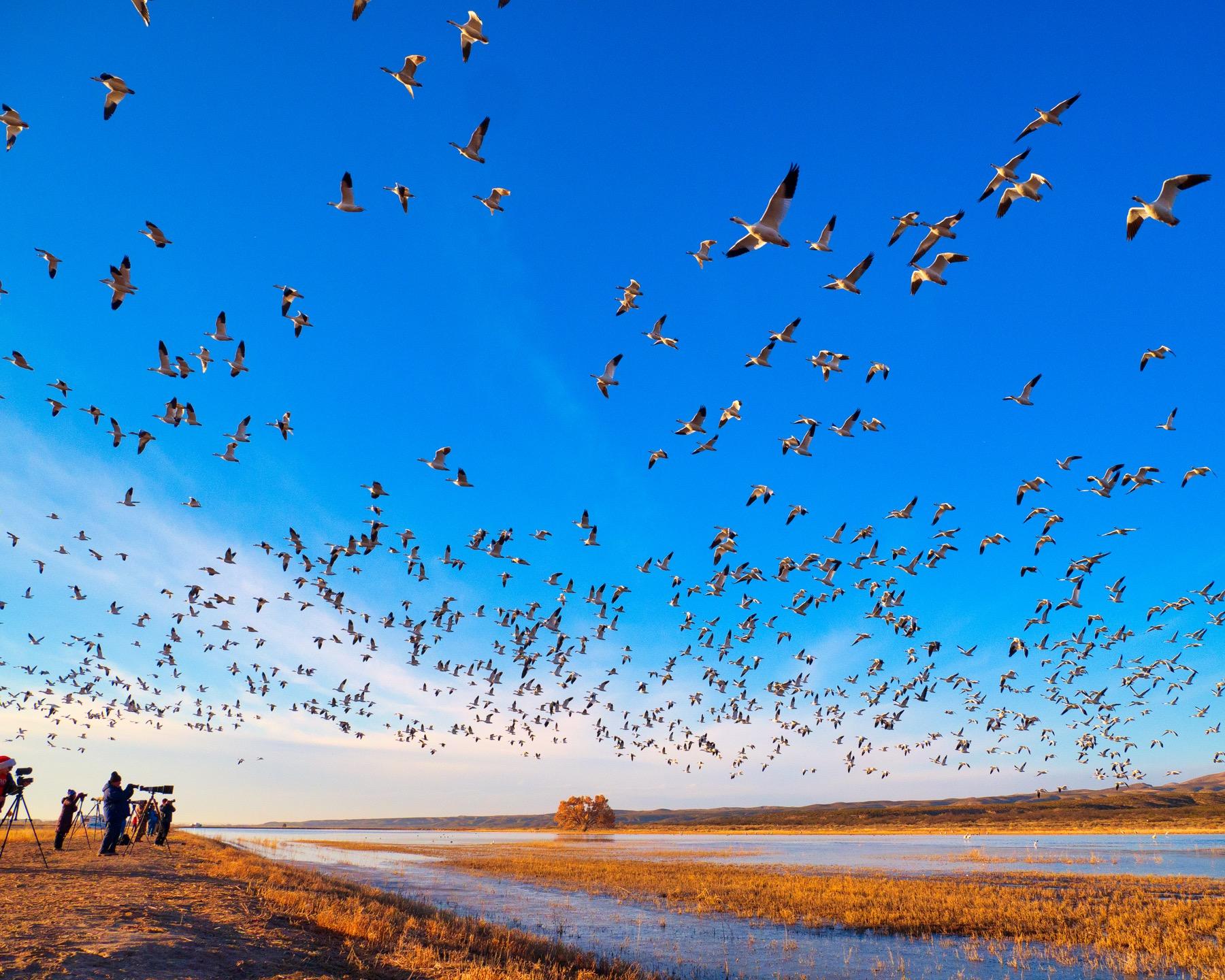 Snow geese flying over photographers at Bosque del Apache
