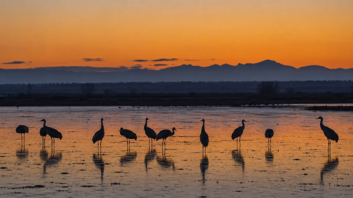 Planning image of cranes in shallow water before sunrise at Bosque del Apache