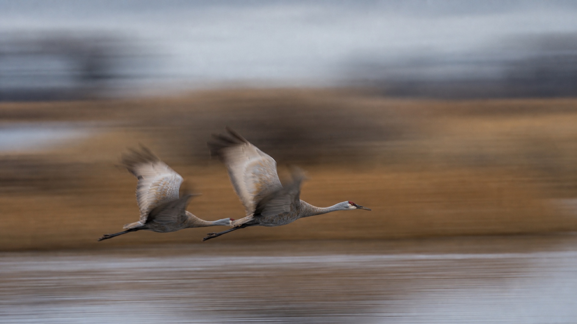 Planning image of intentional motion blur for birds at Bosque del Apache