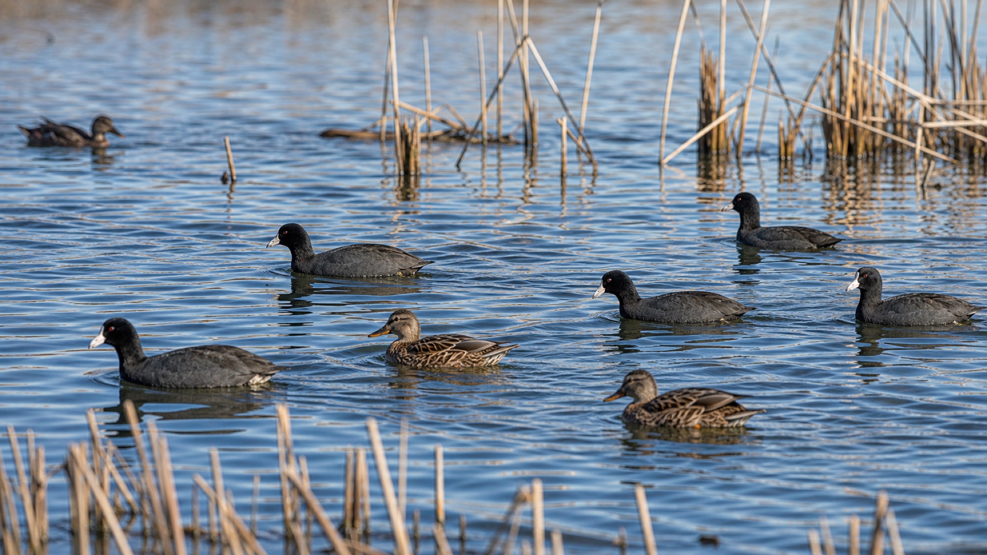 Planning image of wetland deck bird photography through reeds