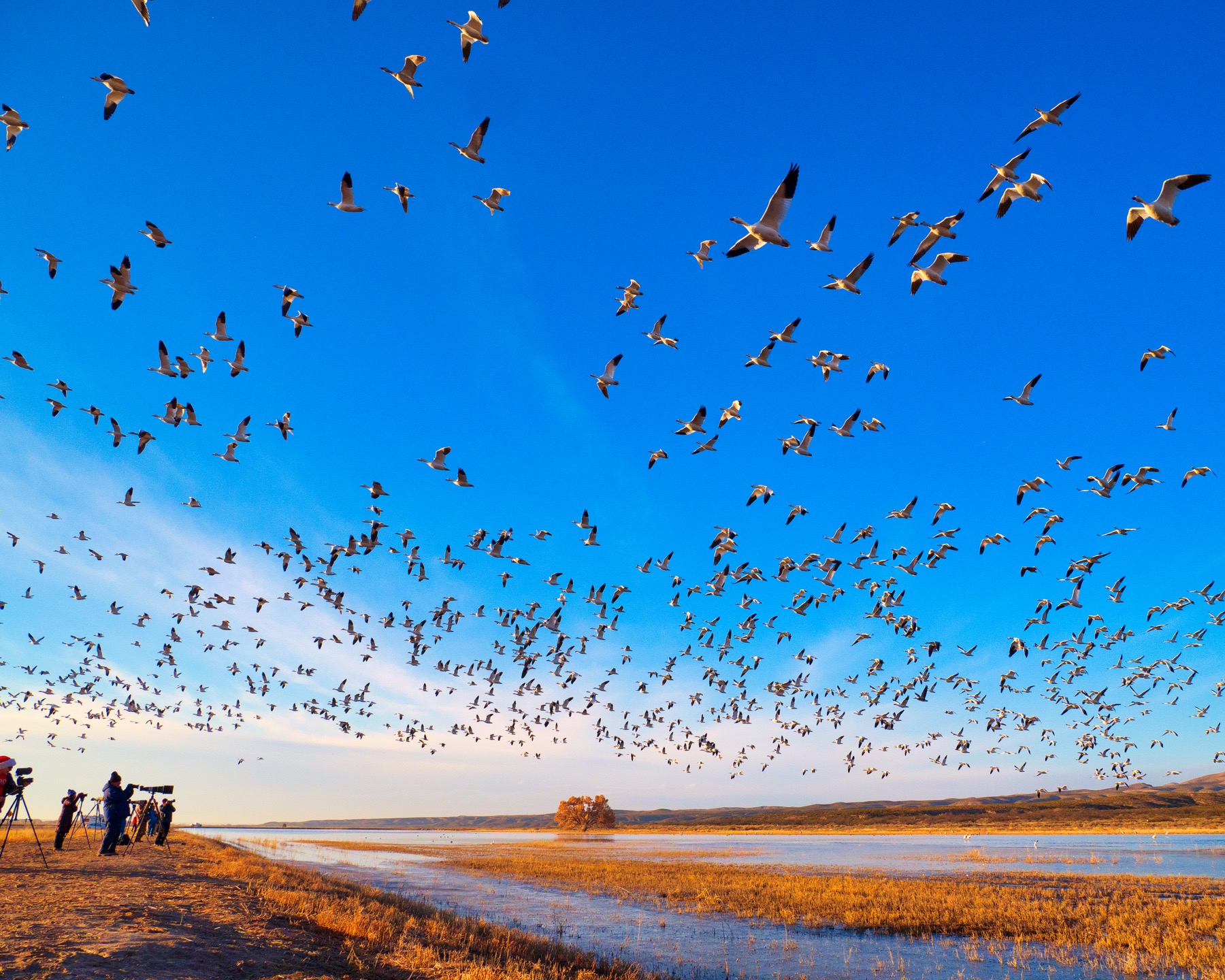 Snow geese flying over photographers at Bosque del Apache